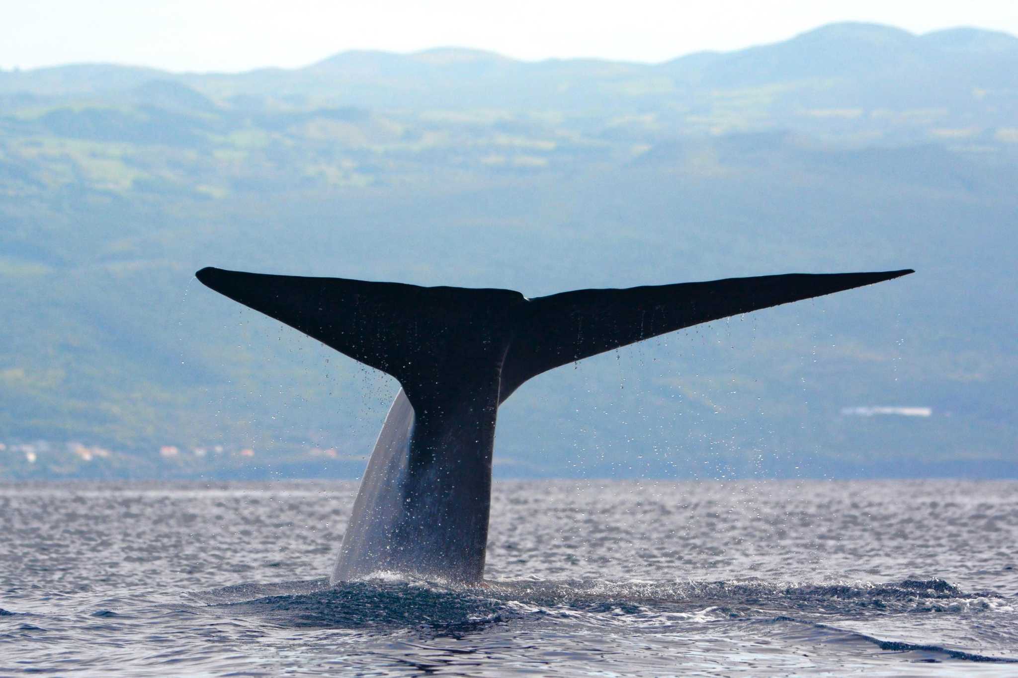 Blue Whale tail in the Azores. 