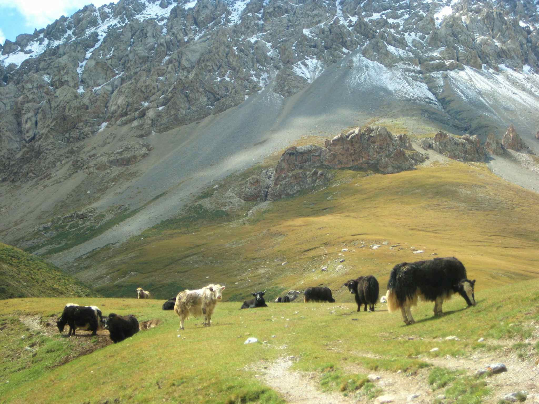 Yaks grazing in the Tash Rabat Valley, Kyrgyzstan