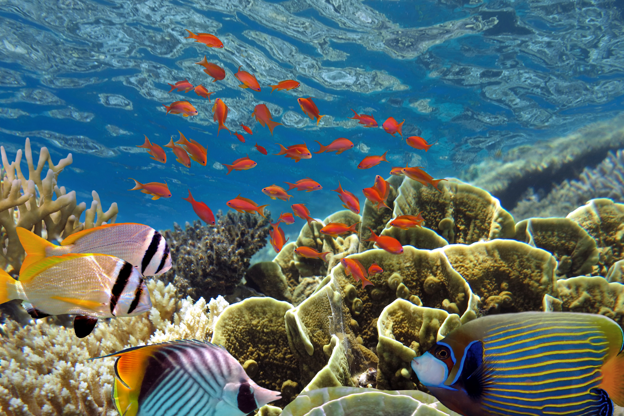 Red Sea Coral Jordan
Canva - https://www.canva.com/design/DAFscW5hUjI/p39yEMb3OO0v2VkwJbQ0NQ/edit