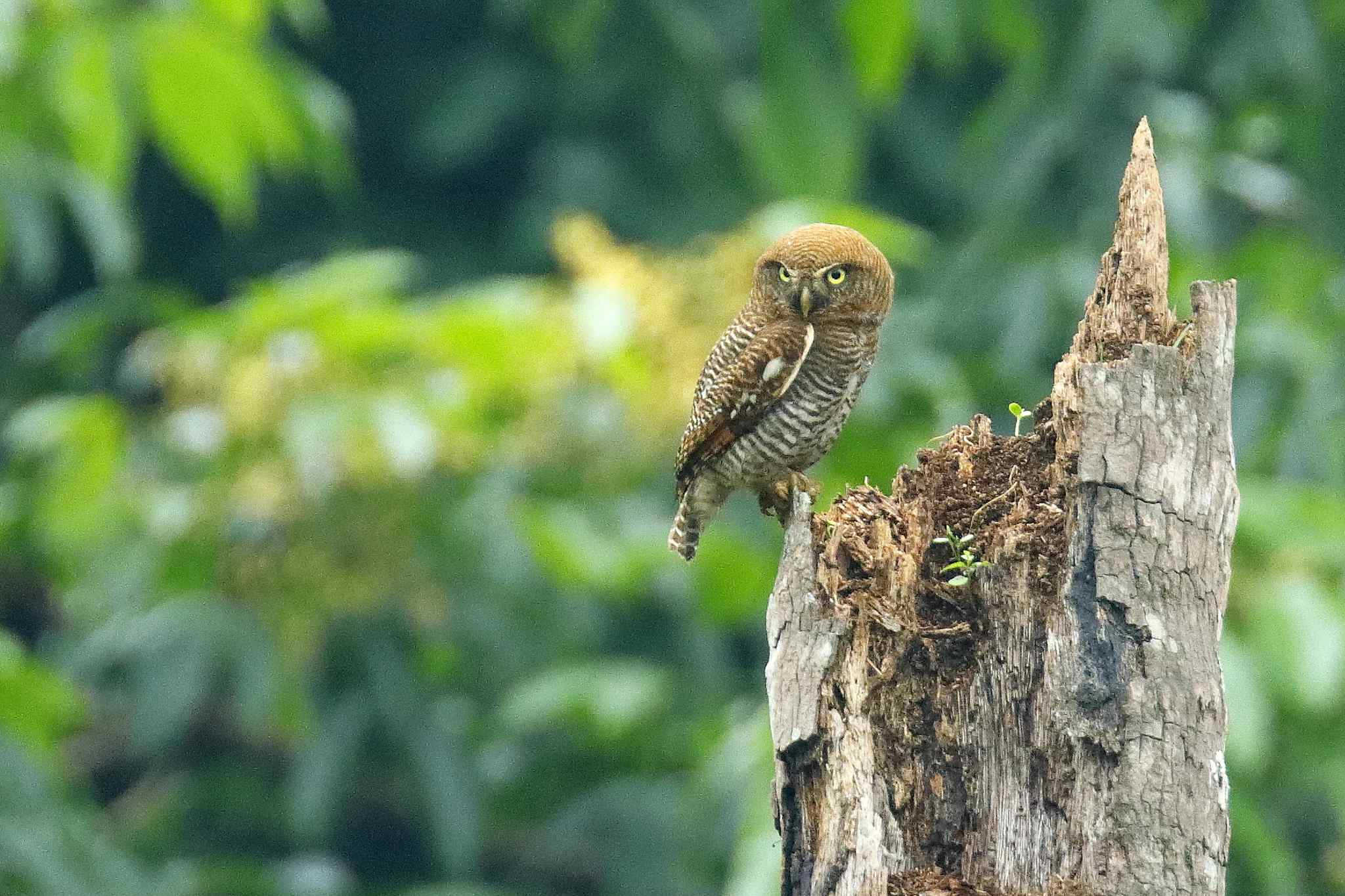 A Jungle Owlet at Thattekad, Kerala
