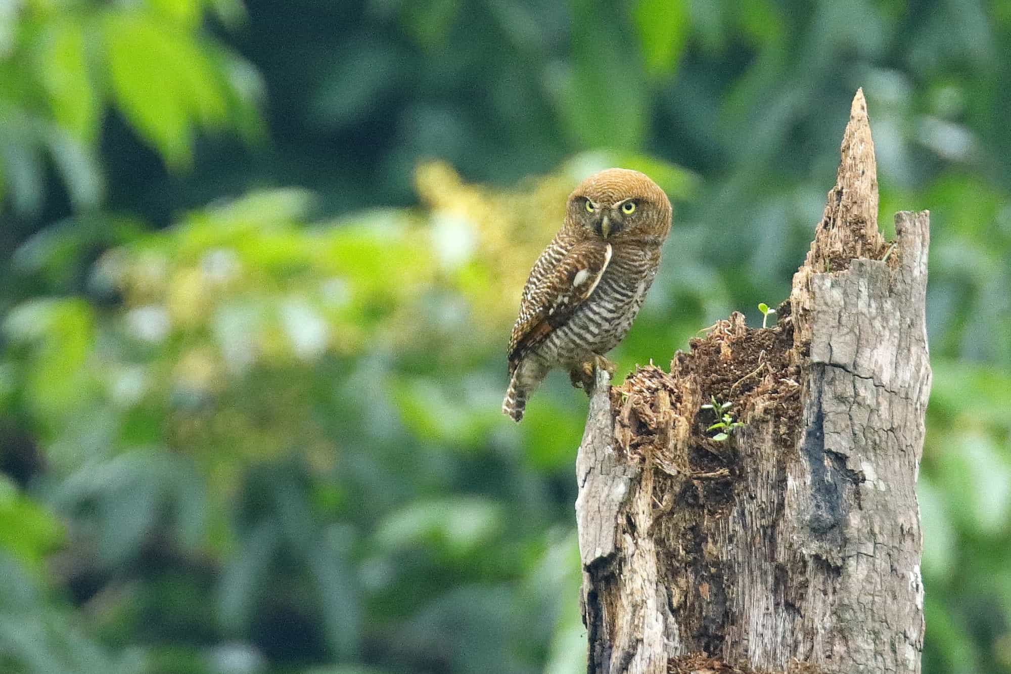 A Jungle Owlet at Thattekad, Kerala
