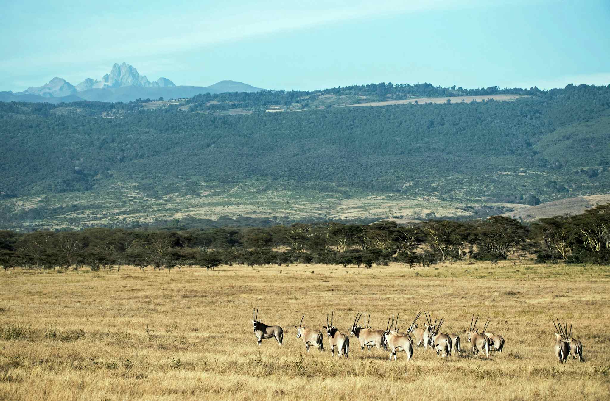 Group of gazelles grazing with Mount Kenya is the bankground
