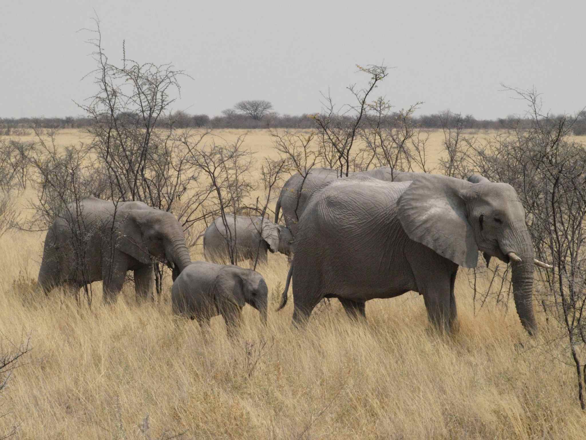 elephants and their baby, etosha national park, namibia: Much Better Adventures/Ruth Howarth