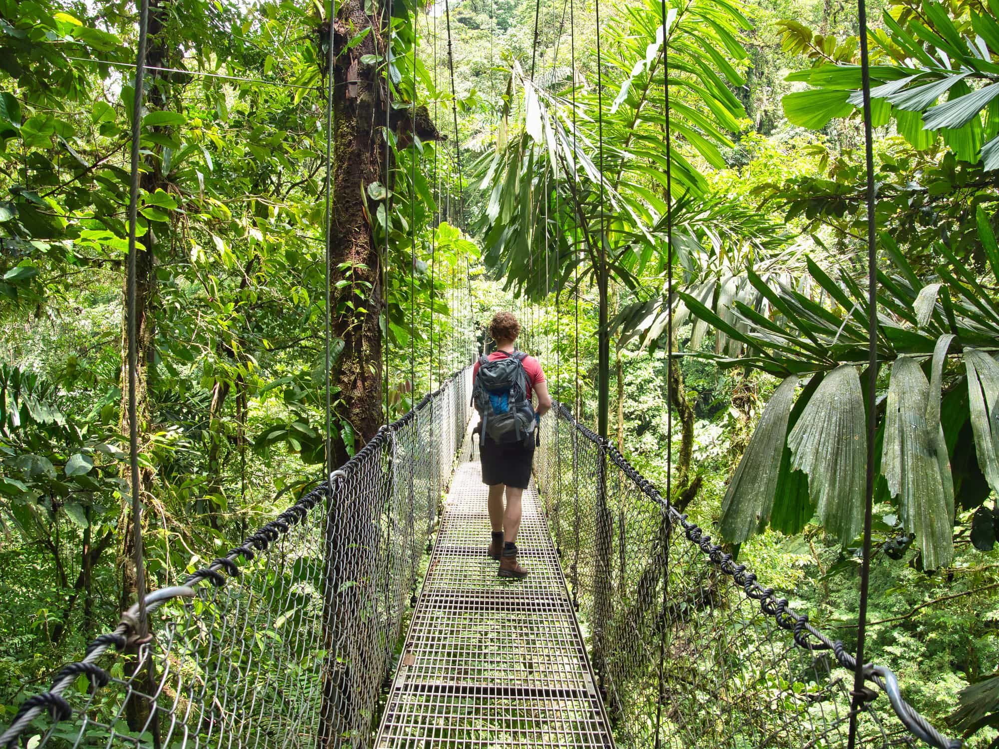 Man walks over a suspension bridge in the jungle