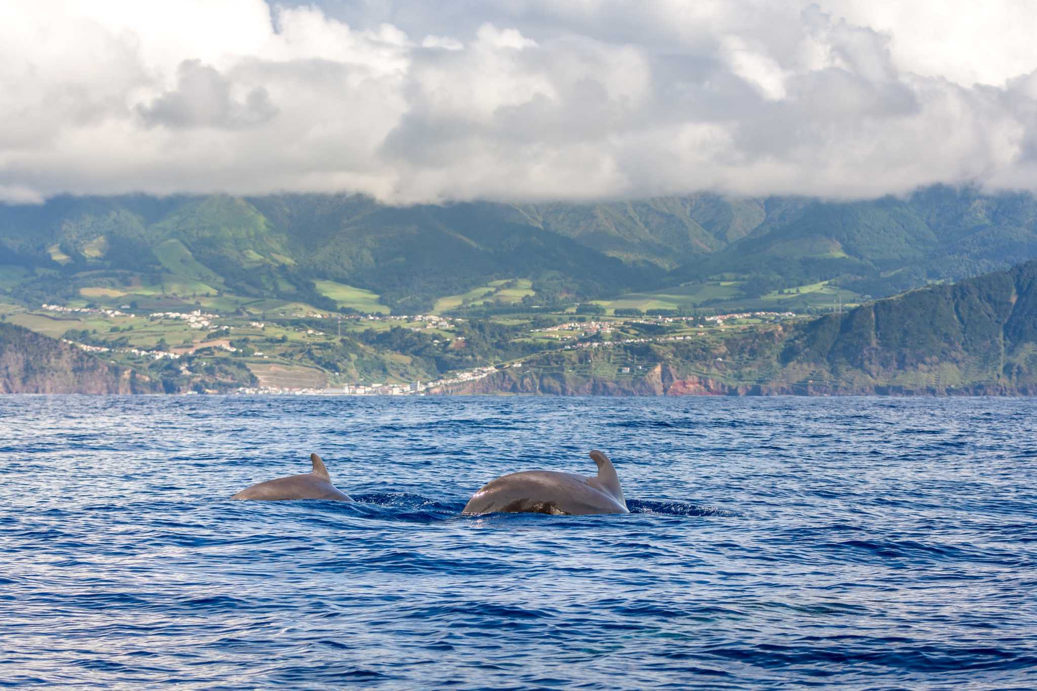 Dolphins with Sao Miguel Island in the background, Azores