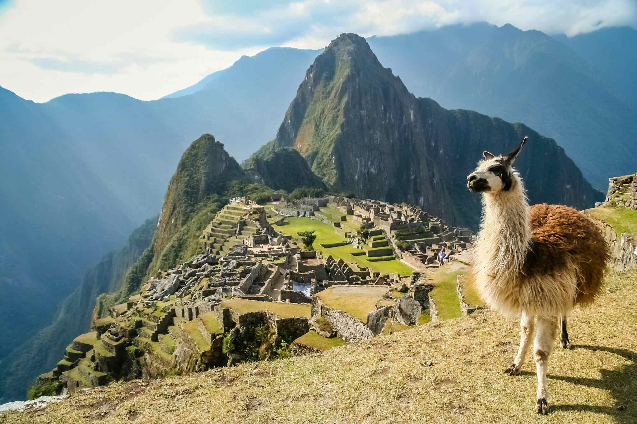 Llama standing in front of Machu Picchu in Peru