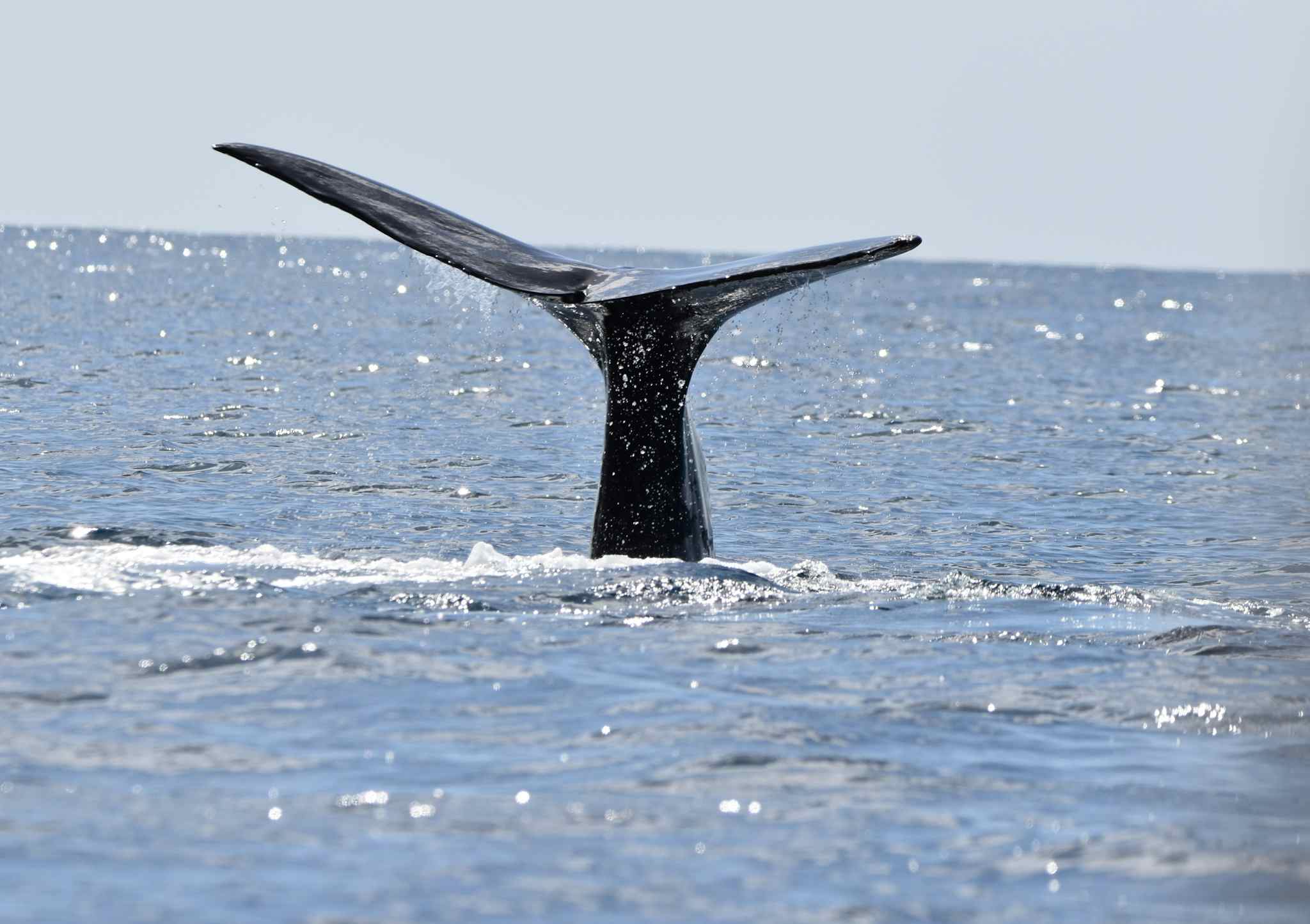 Whale tail. Photo: GettyImages-1456931373
