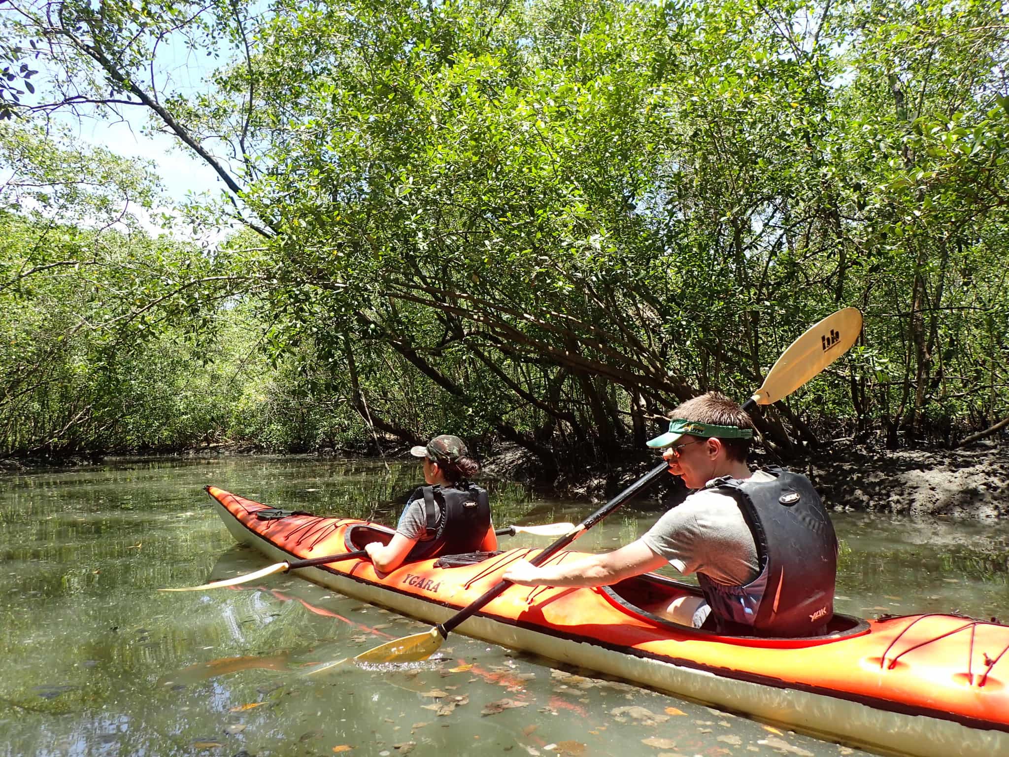 Kayakers paddling through mangroves near Paraty in Brazil