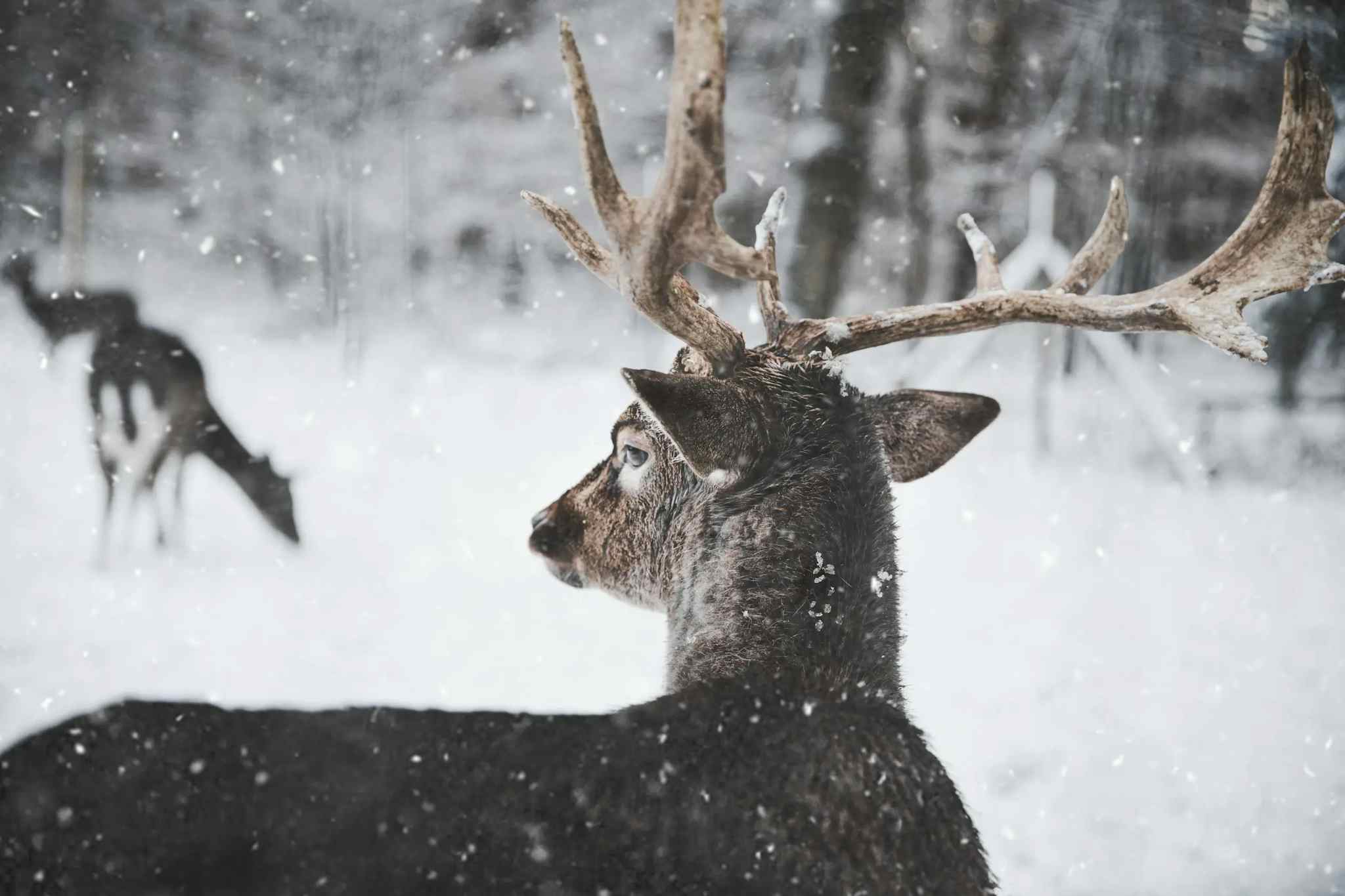 Winter wildlife in the Dolomites, Italy.