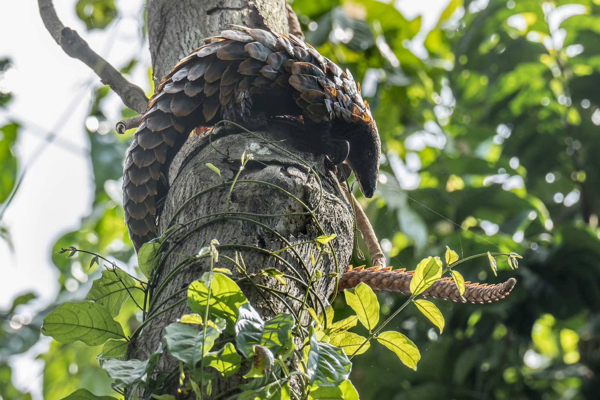 Long-tailed pangolin (African Black-bellied Pangolin)
