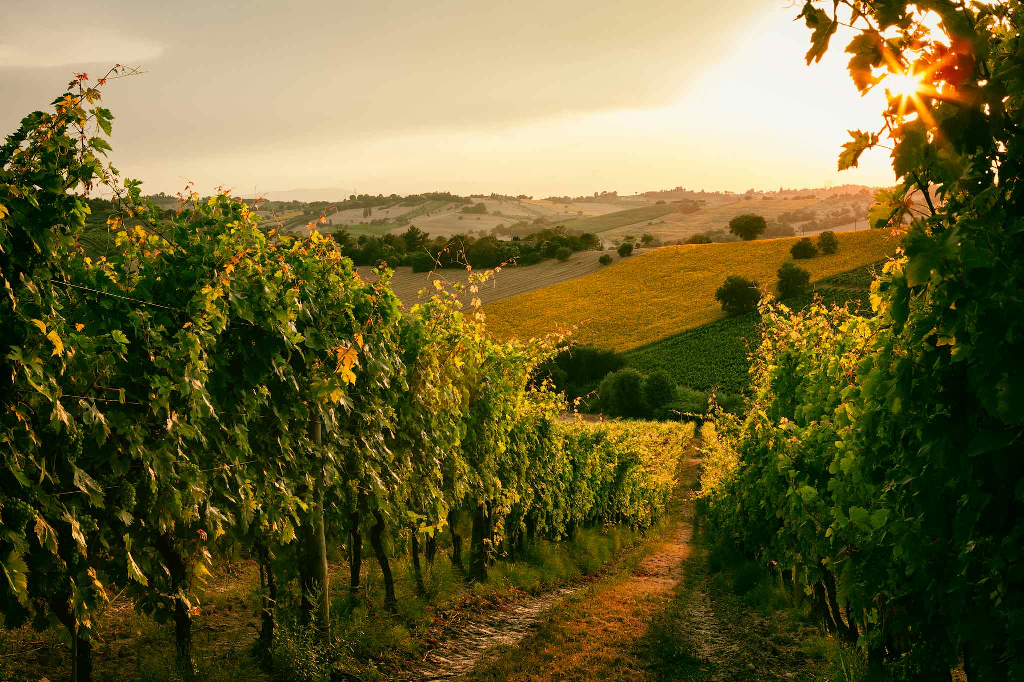 Vineyard, Le Marche, Cycling, Italy, Getty