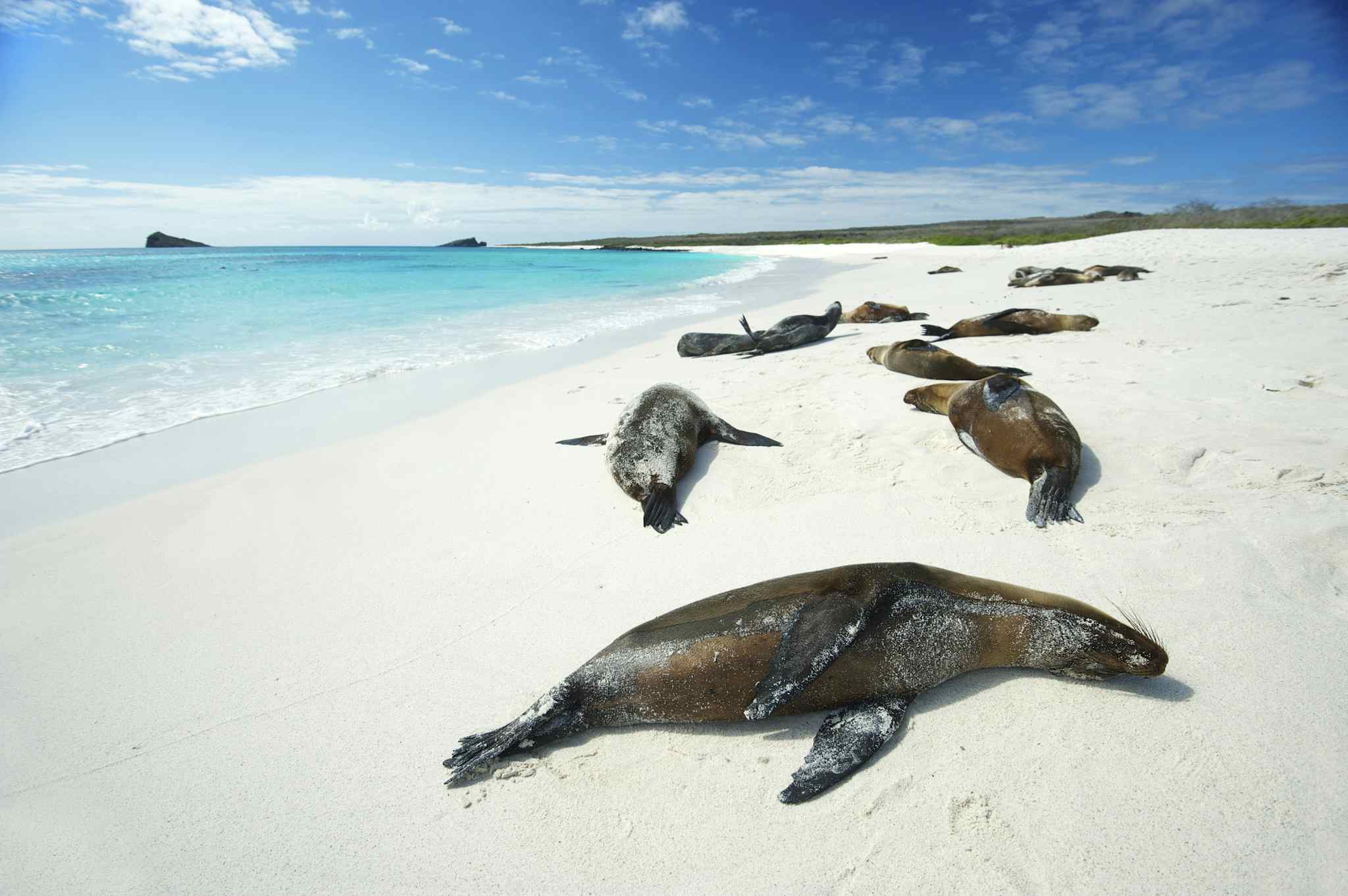 A group of sea lions relax on the white sand beach of Tortuga Bay in the Galapagos Islands. 