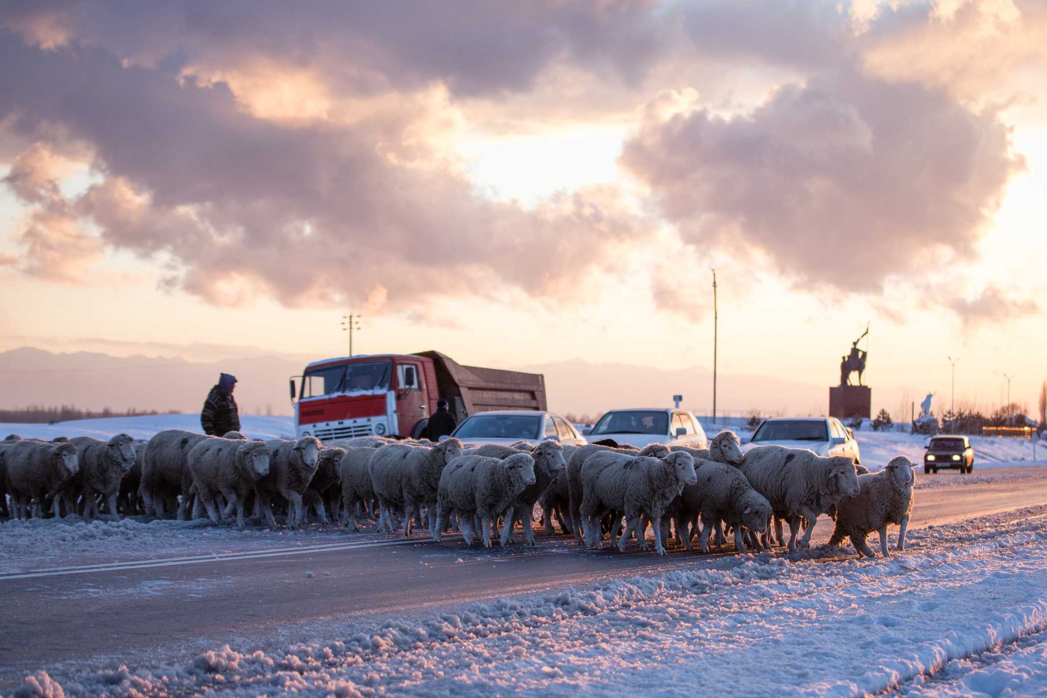 Sheep crossing the road in the snow in a Kyrgyz Village