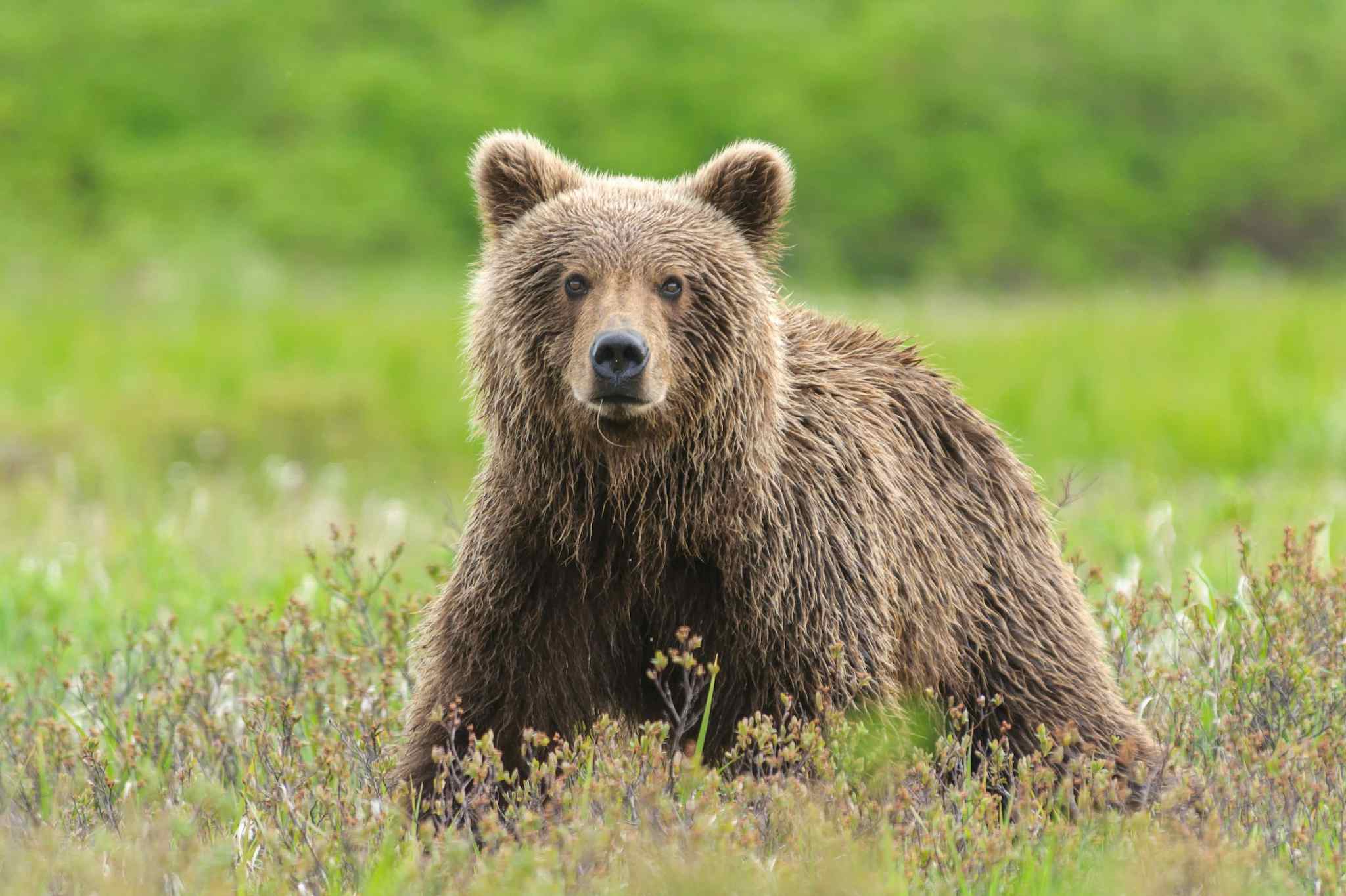 Grizzly Bear, Alaska, USA
https://www.canva.com/photos/MAEECjuQfT4-brown-bear-close-up-in-green-sedge-field/