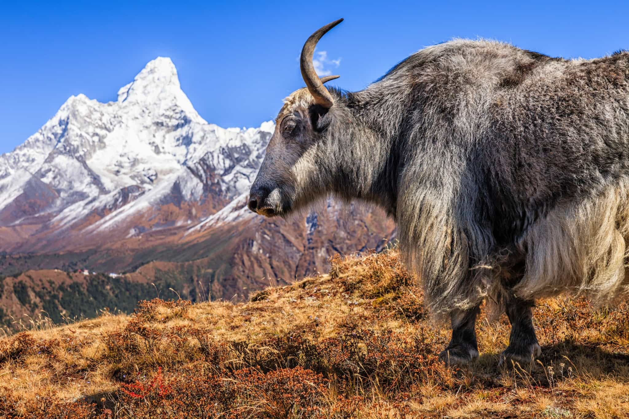 A yak standing in front of Ama Dablam Mountain