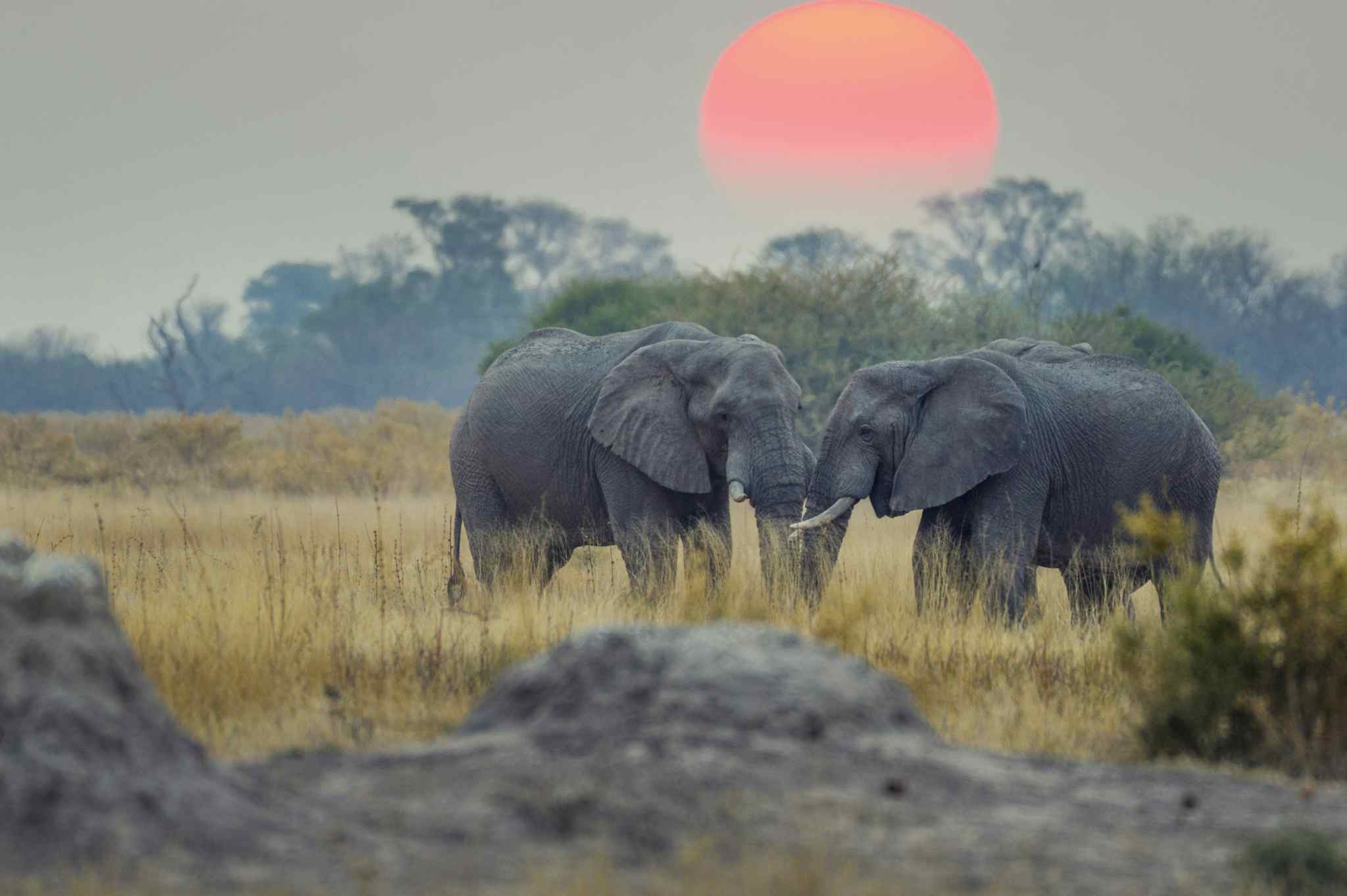 Elephants at sunset in Botswana.