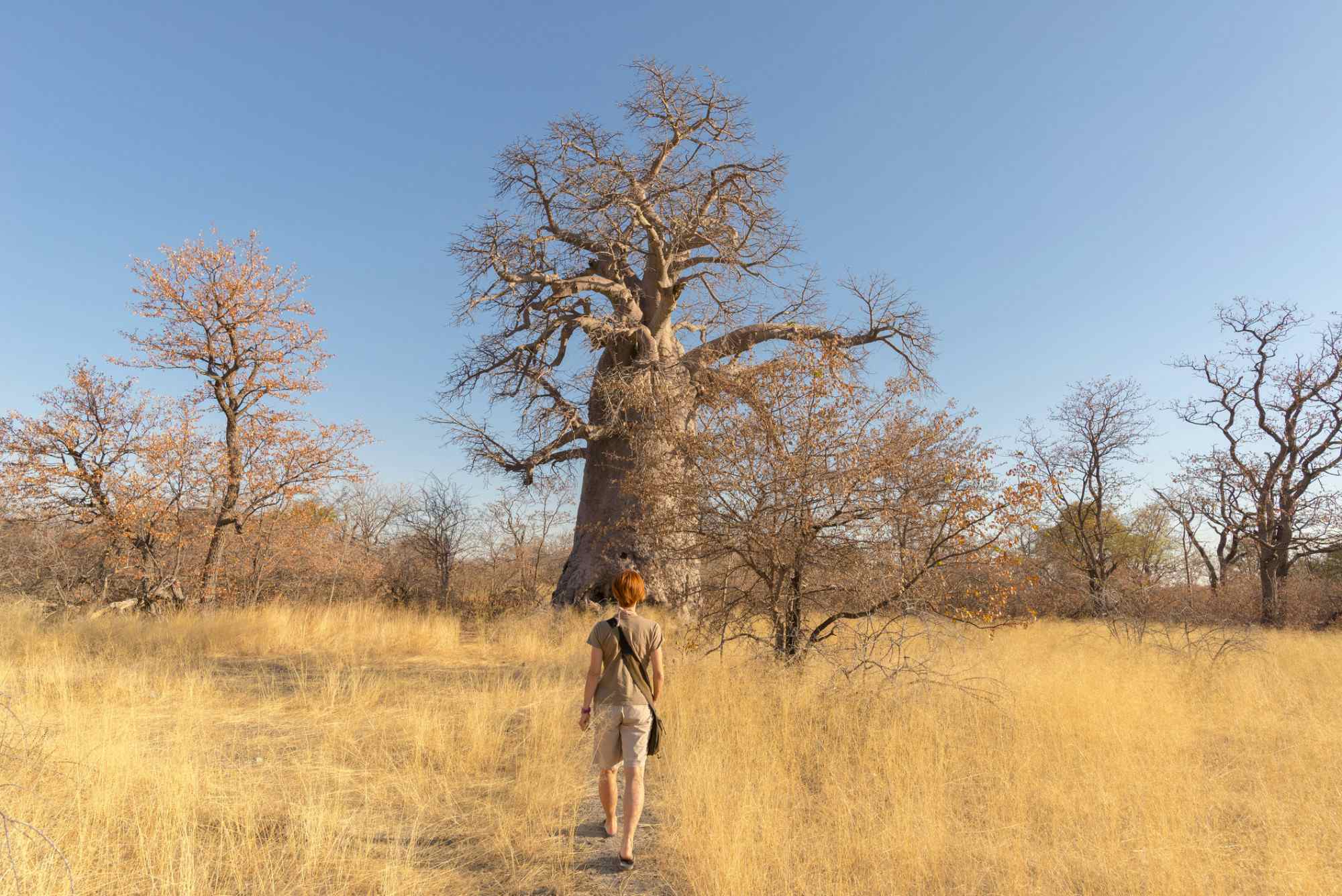 Woman walking towards a baobab tree, Africa.