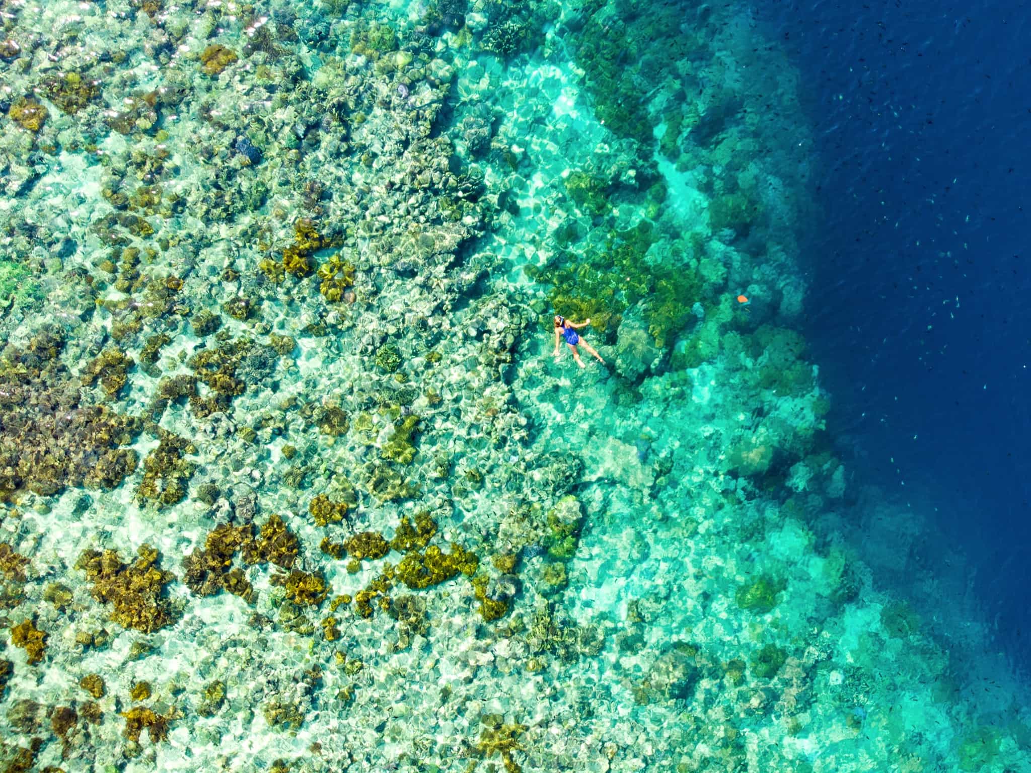 Woman snorkelling above a coral reef