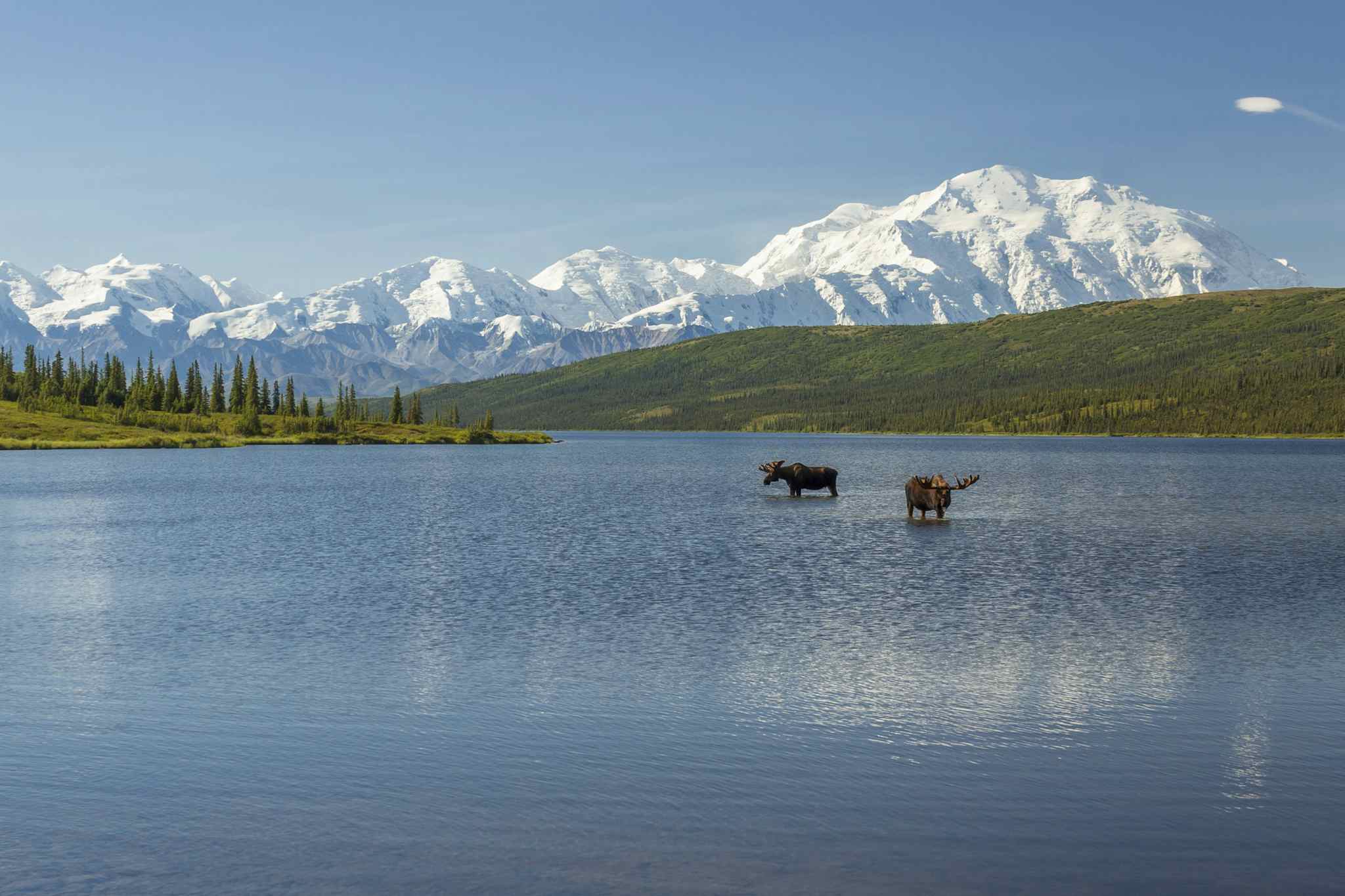 Two bull moose feeding in Wonder Lake with the Alaska Range in the background, Denali National Park, Alaska.
Getty: 628618916
