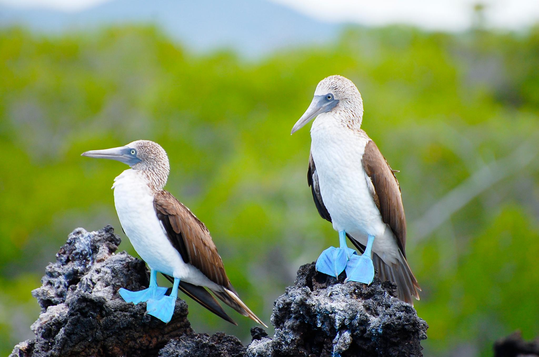 Island Hopping Adventure in the Galapagos