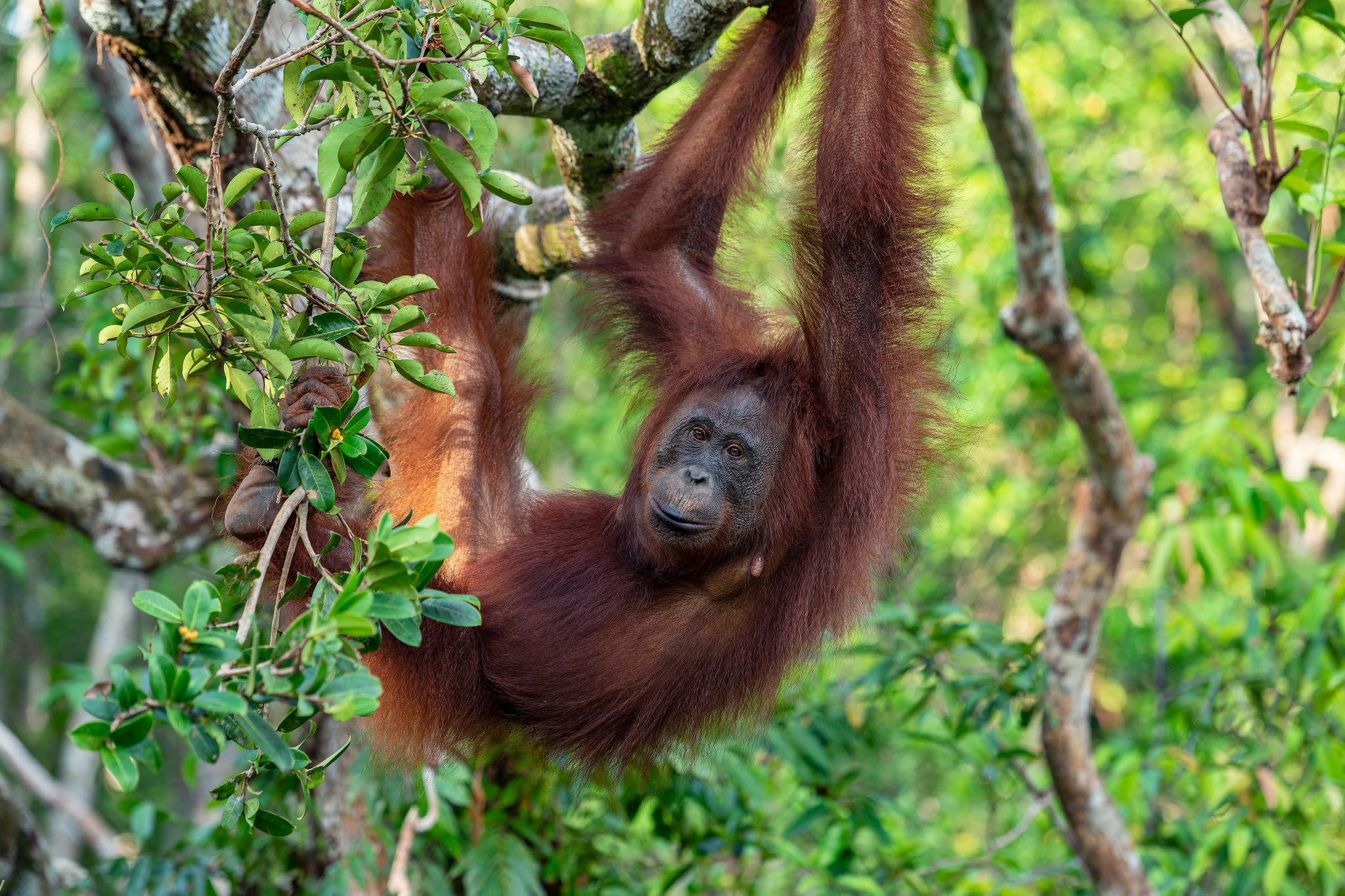 The Ultimate Adventure Through Wild Borneo