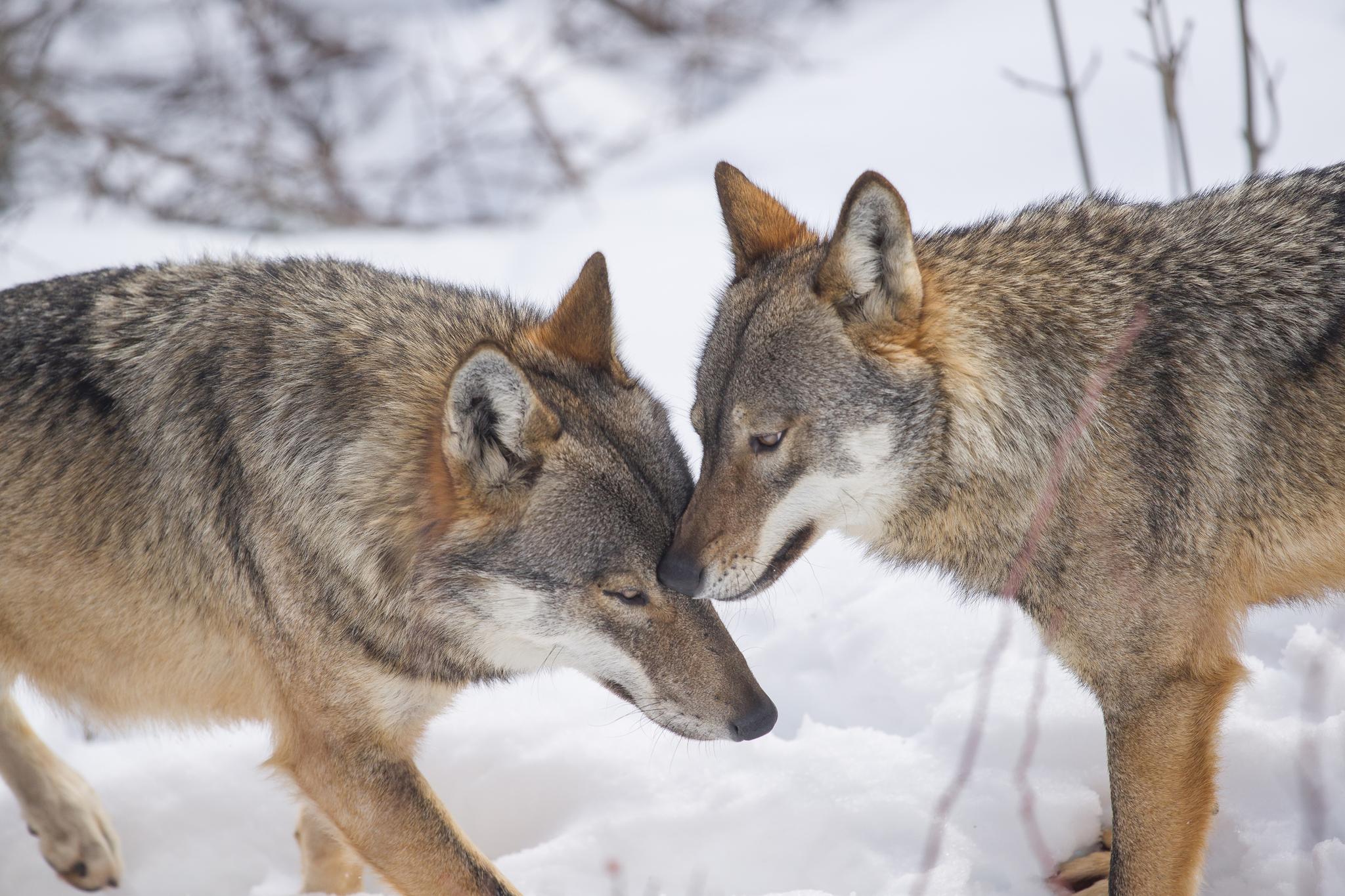 Winter Hiking and Wolf Tracking in Italy