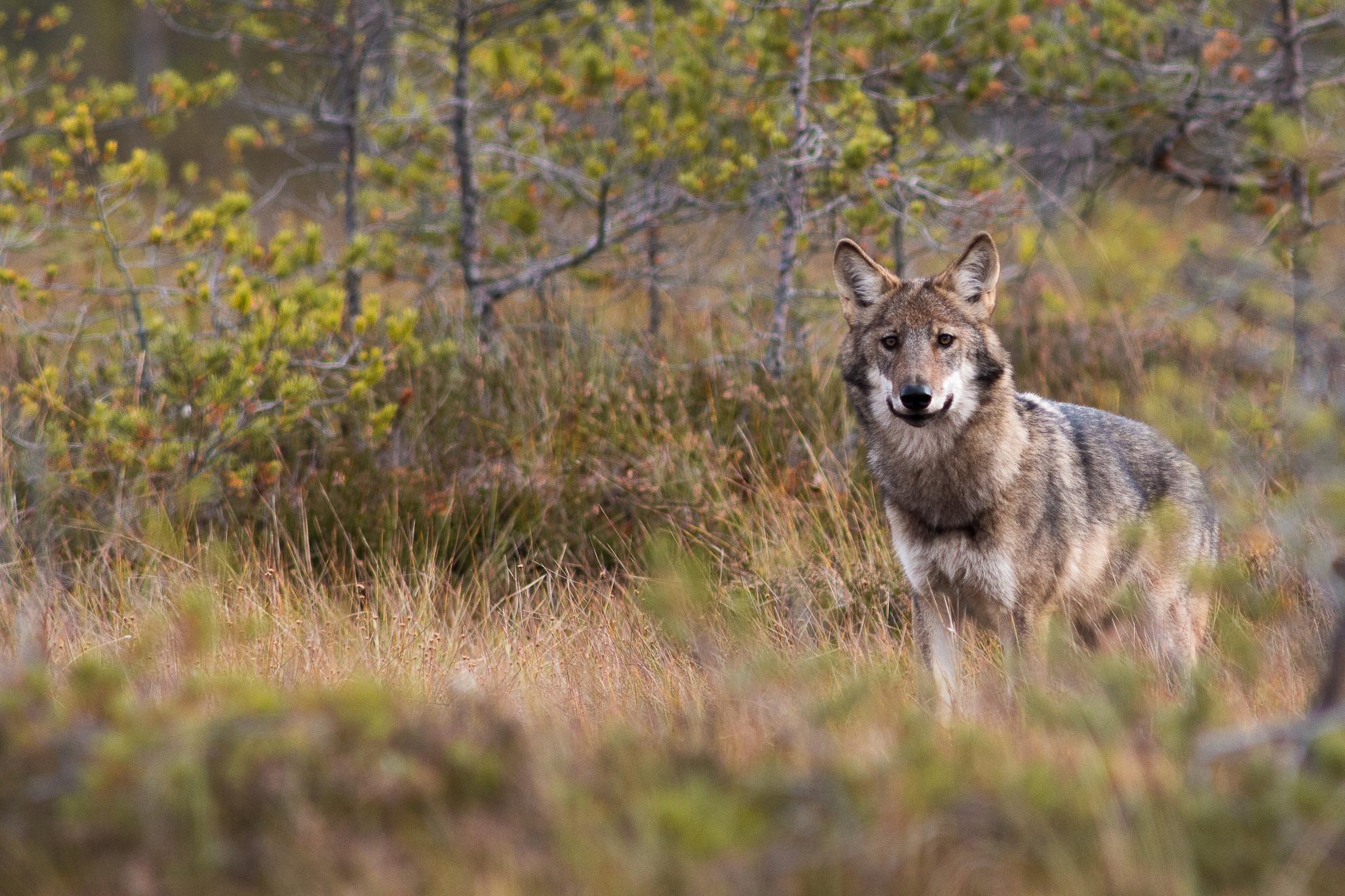 Wolf Tracking and Wild Swimming in Sweden