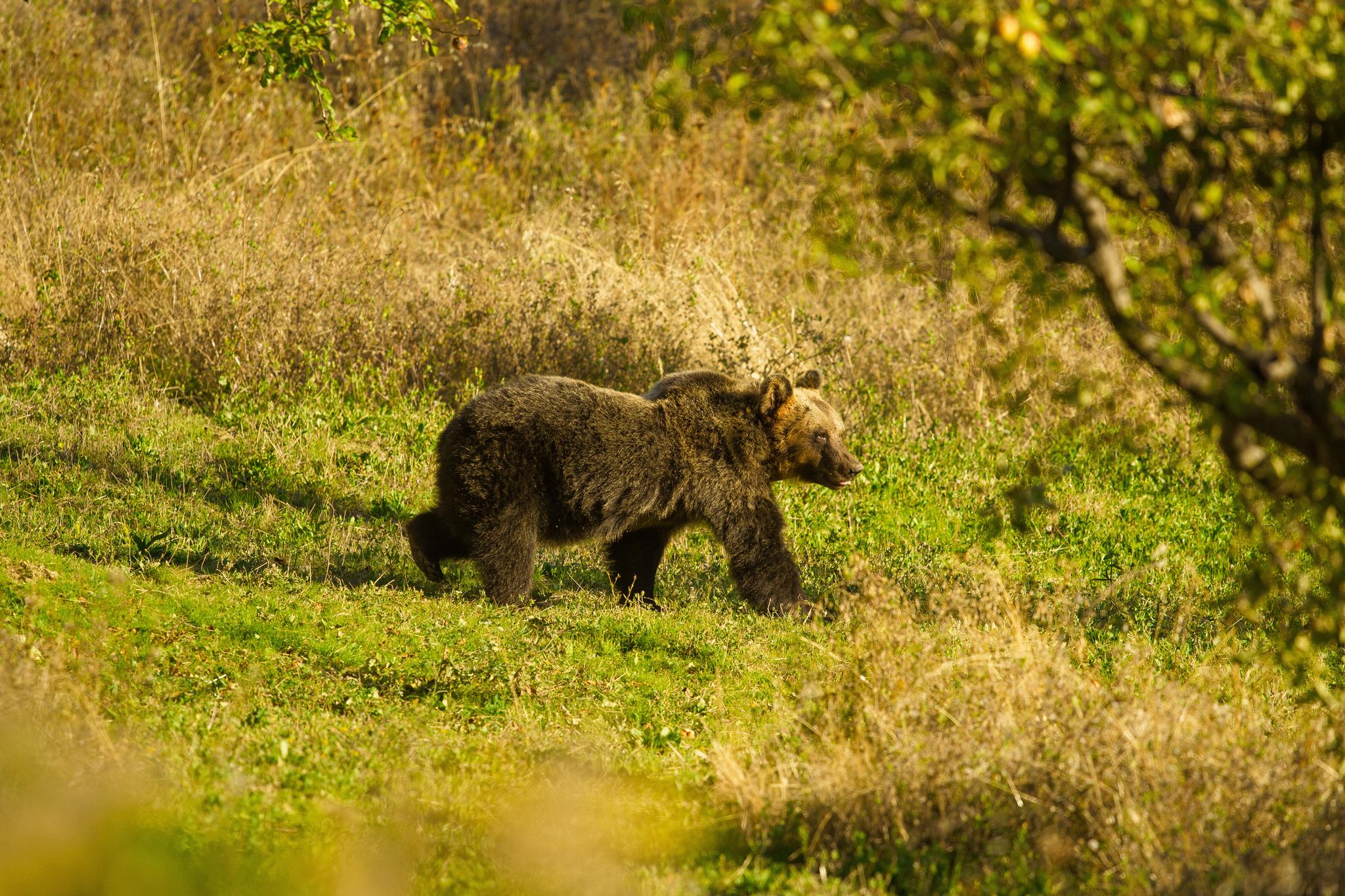 Rewilding Adventure in Italy's Abruzzo Mountains