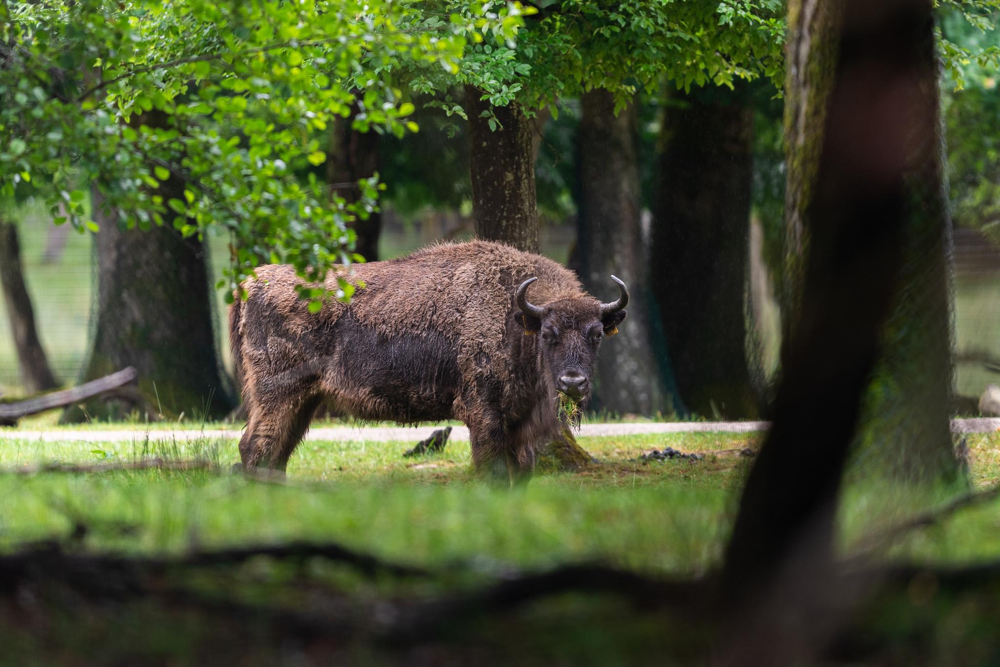 Rewilding Adventure in Romania's Tarcu Mountains