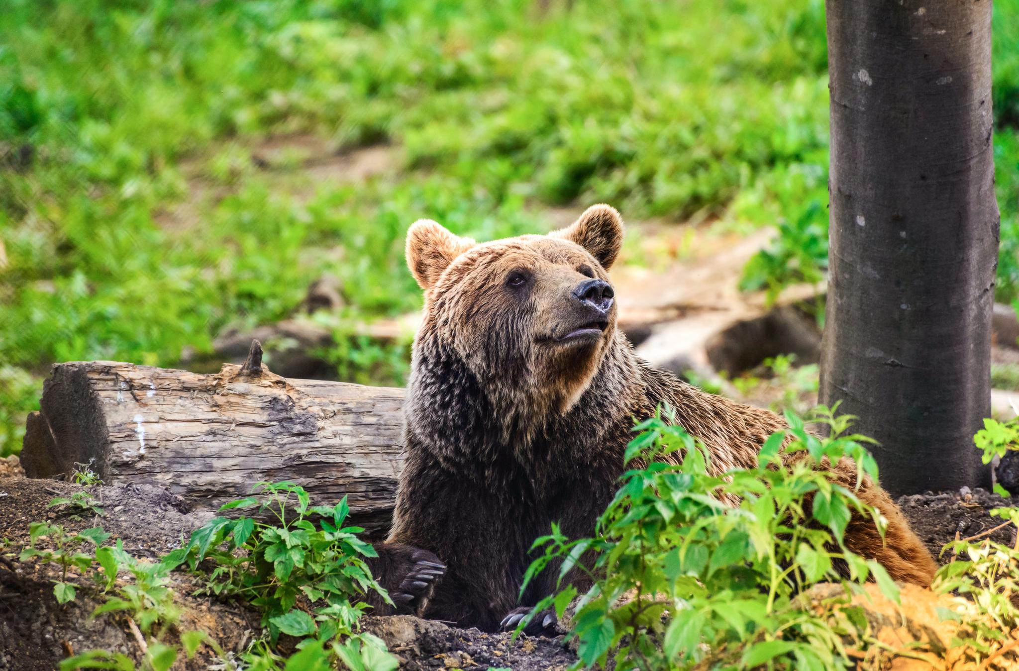 Hiking and Bear Watching in Romania