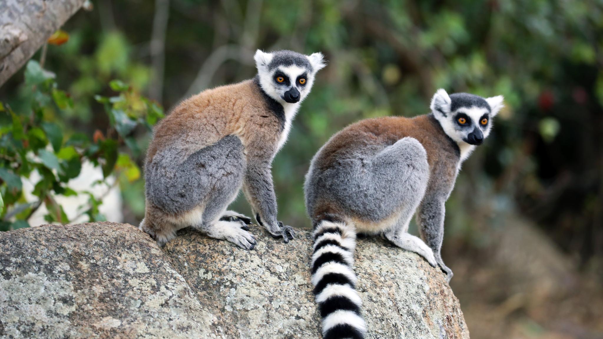 Trek the Remote Trails of Madagascar