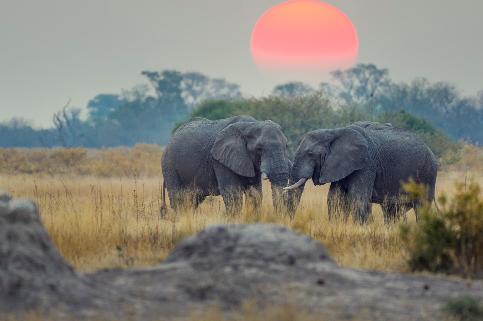 The Ultimate Adventure Through Wild Botswana: The 2025 Edition