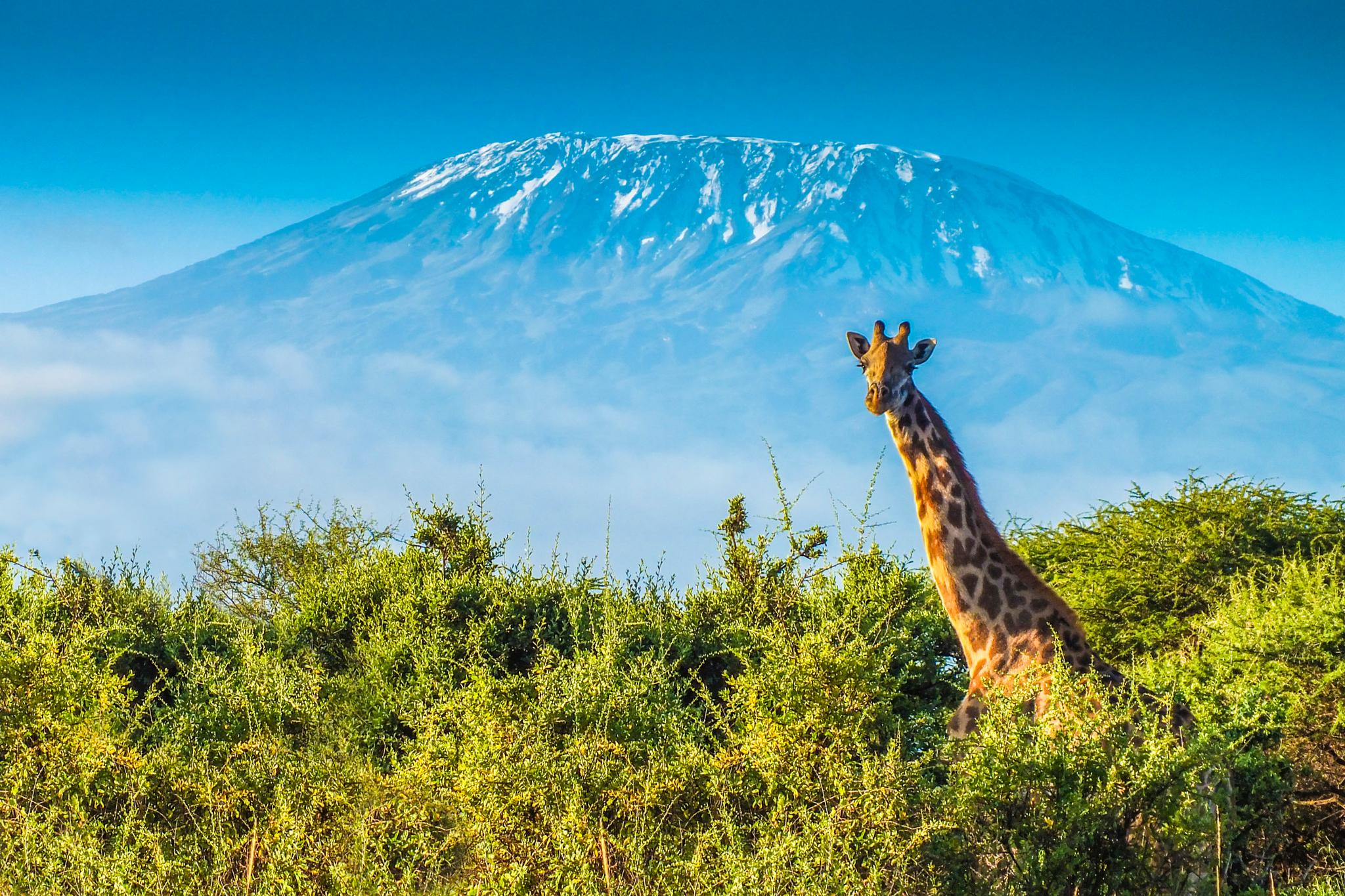 Climb Kilimanjaro (5895m) via The Machame Route & Go On Safari