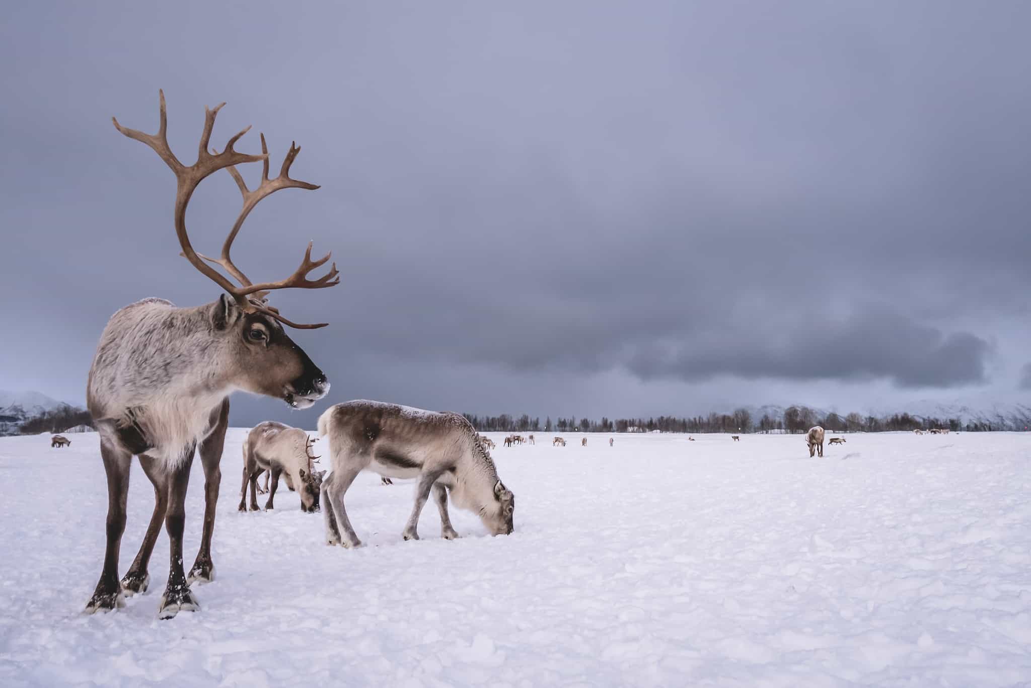 Reindeer on Finnmarksvidda plateau, Norway