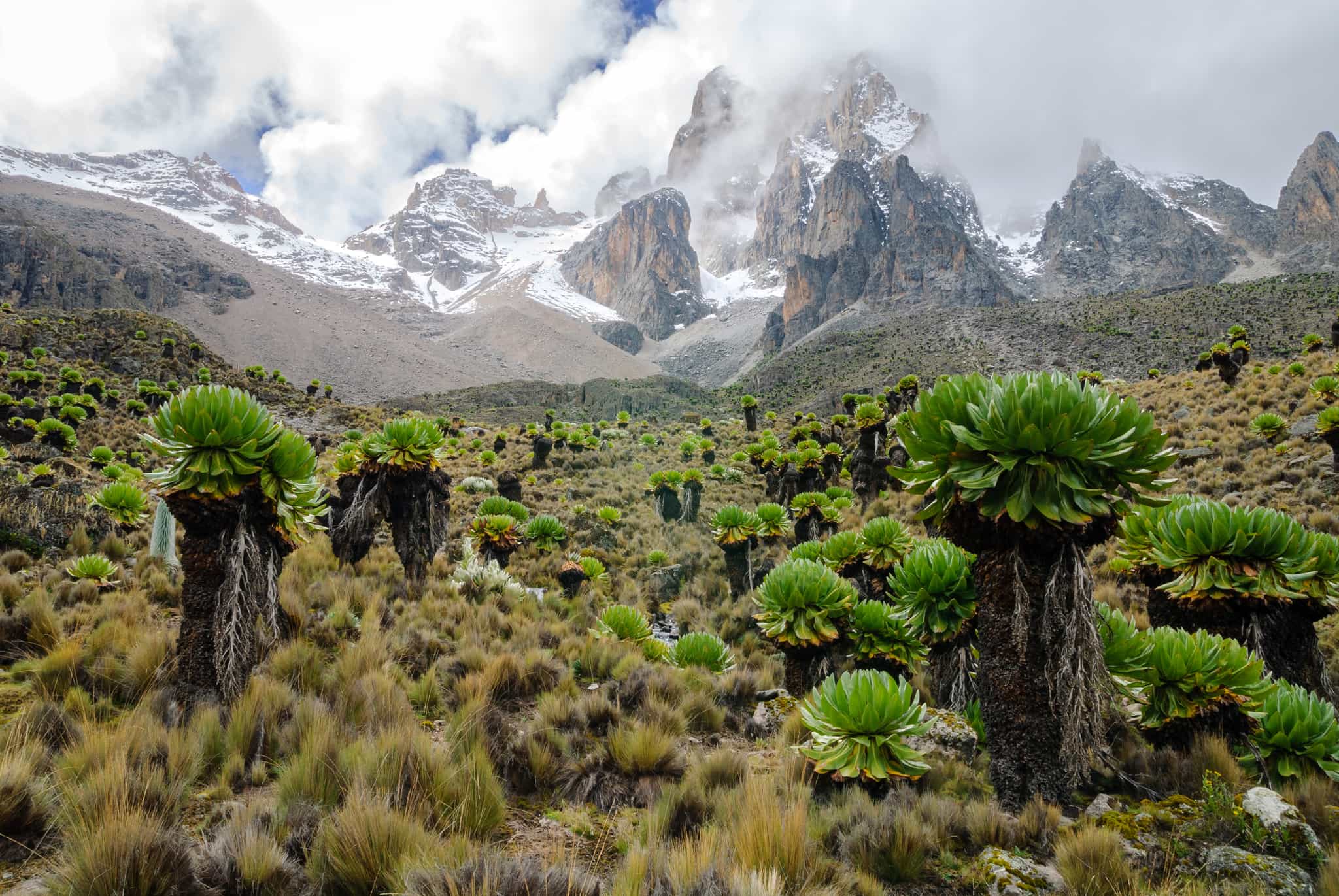 Giant Groundsels with Mount Kenya in the clouds