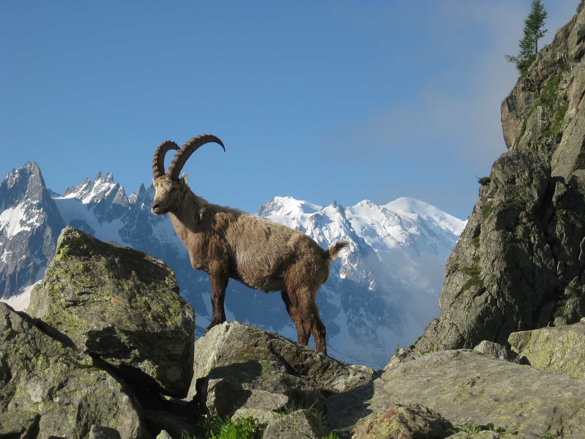 Ibex in the mountains