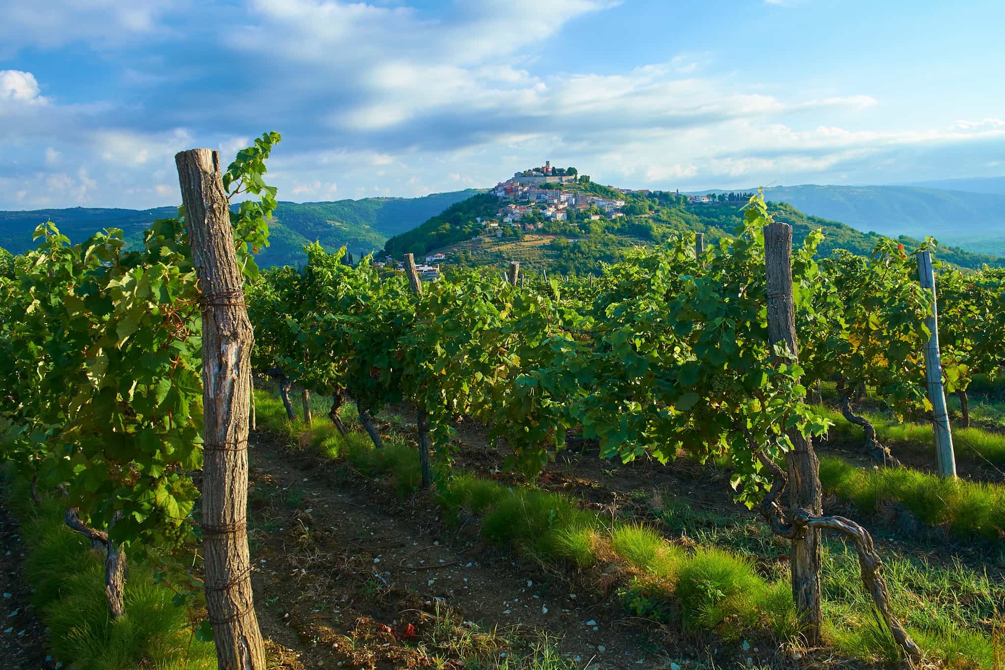 Vineyards of Istria with Motovun hilltop town in the background