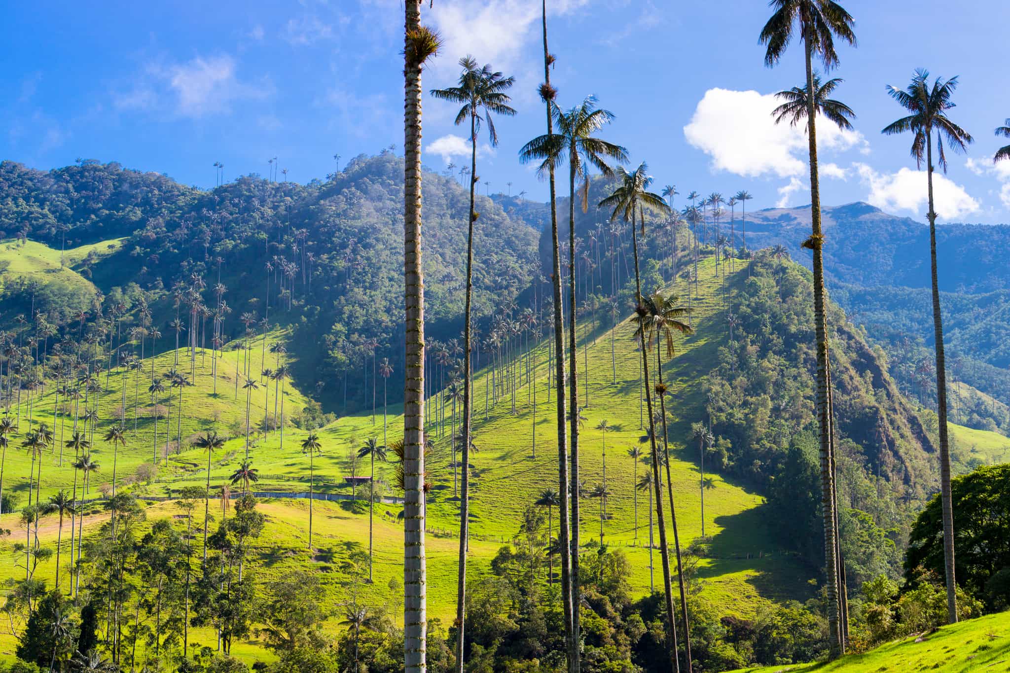 Palm trees in the Cocoroa Valley, Salento, Colombia