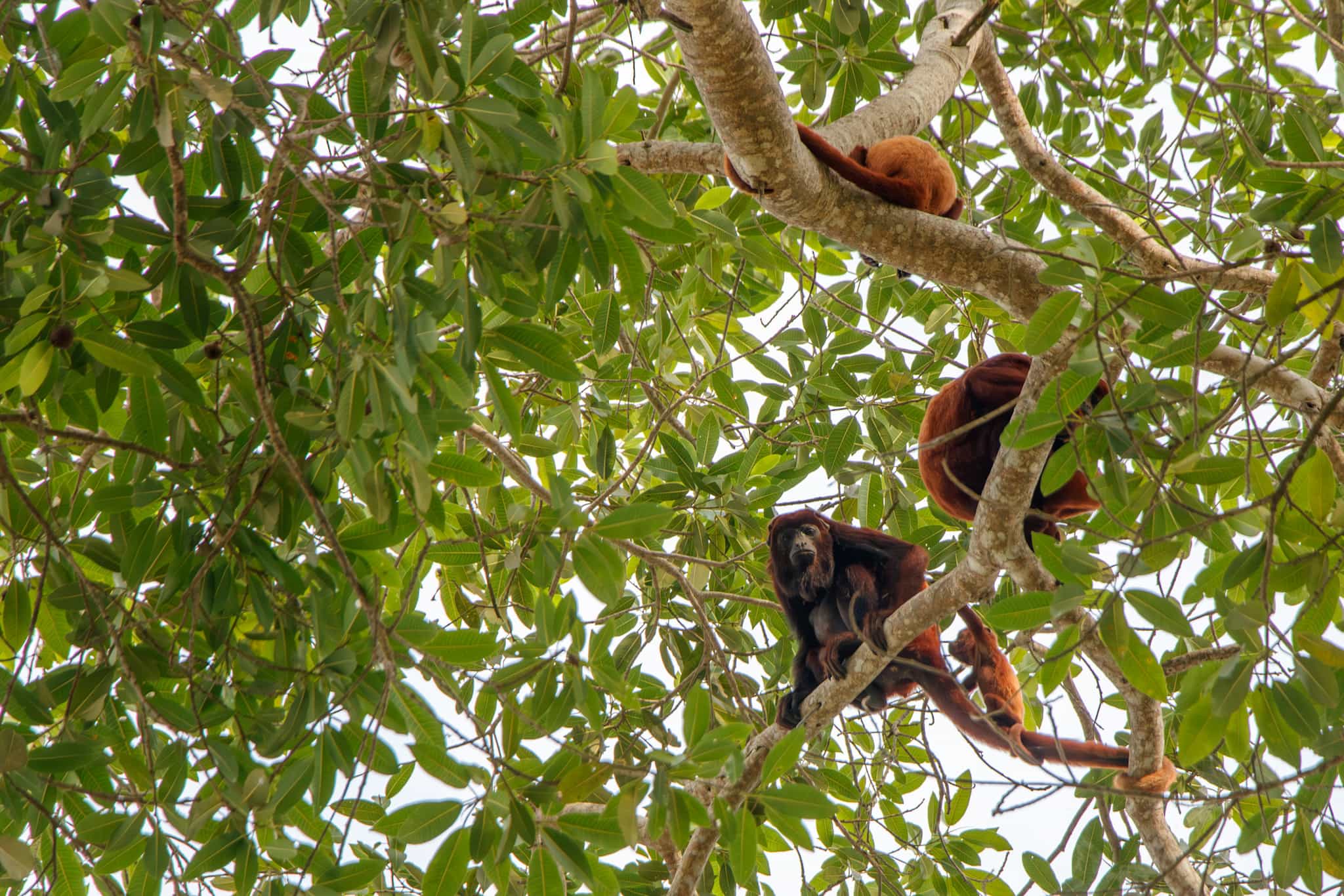 Monkeys in the trees by the Caribbean Coast of Colombia