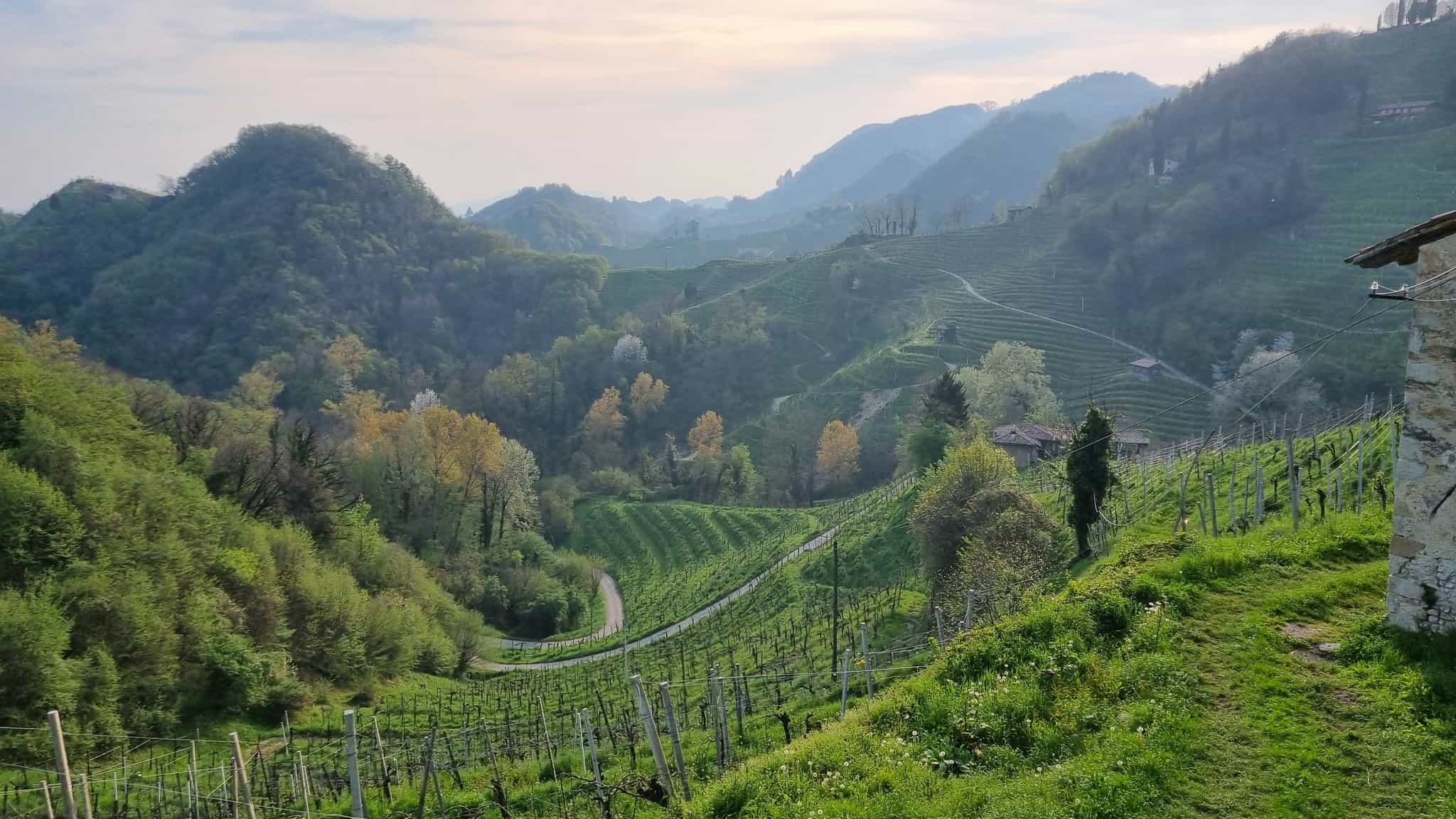 Landscape in the Prosecco Hills. Photo: Vania de Paoli, guide.