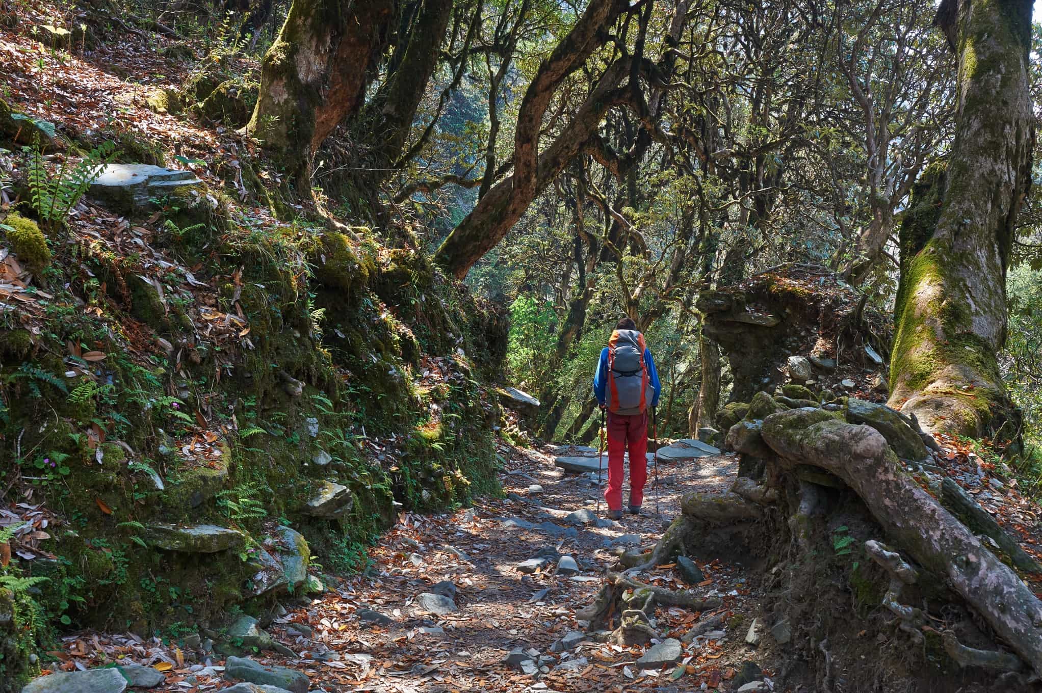 Jungle trekking in Nepal. Photo: GettyImages-455616559