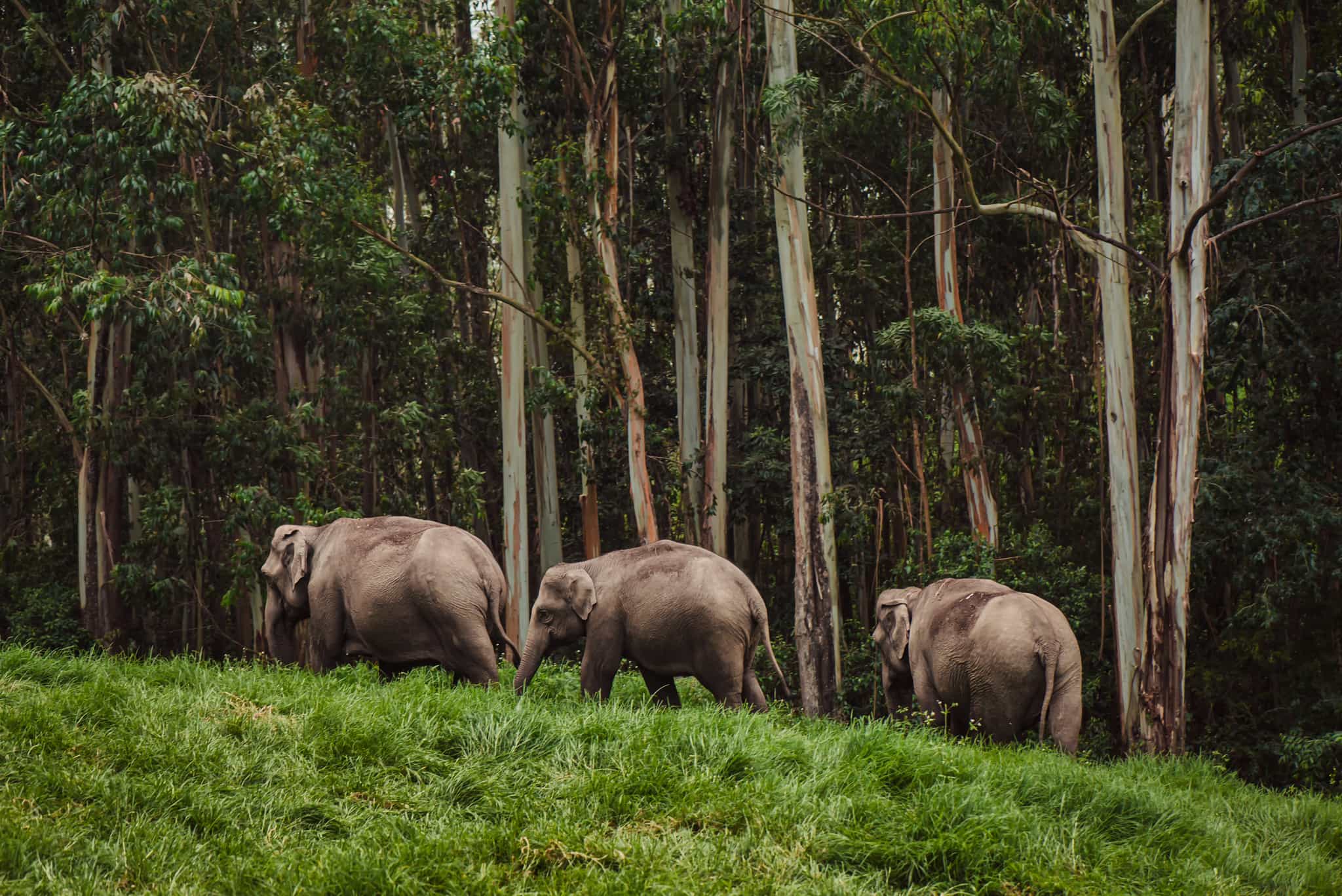 Elephant family in Periyar national park walking near the forest India, Munnar