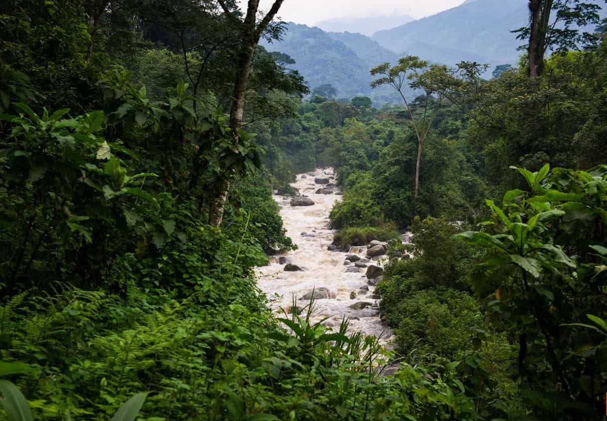 Rwenzori Mountains Trekking, Uganda
Host image - Mbogo Africa Safaris
