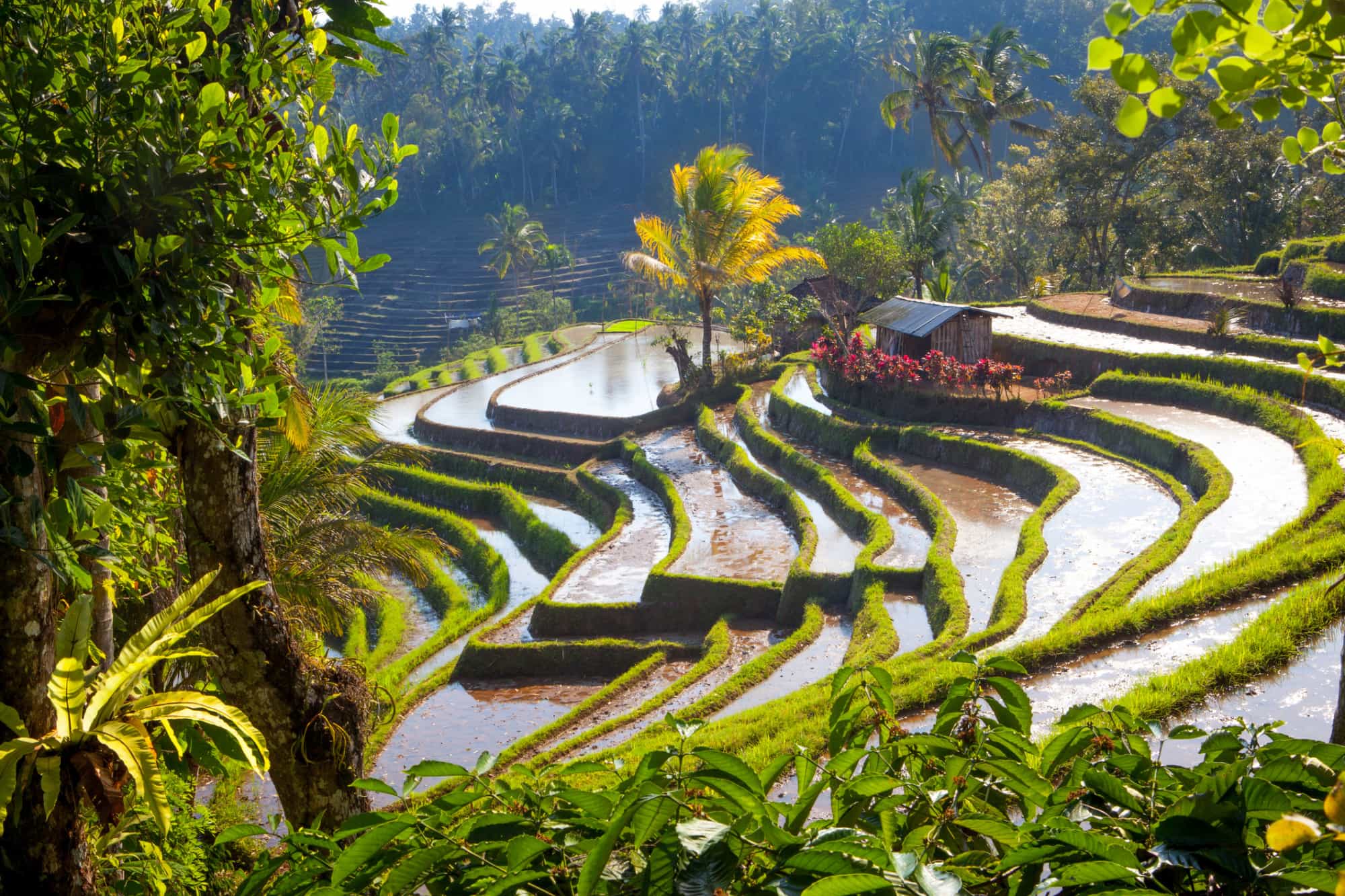 Rice paddies in the interior of Bali Island, Indonesia.