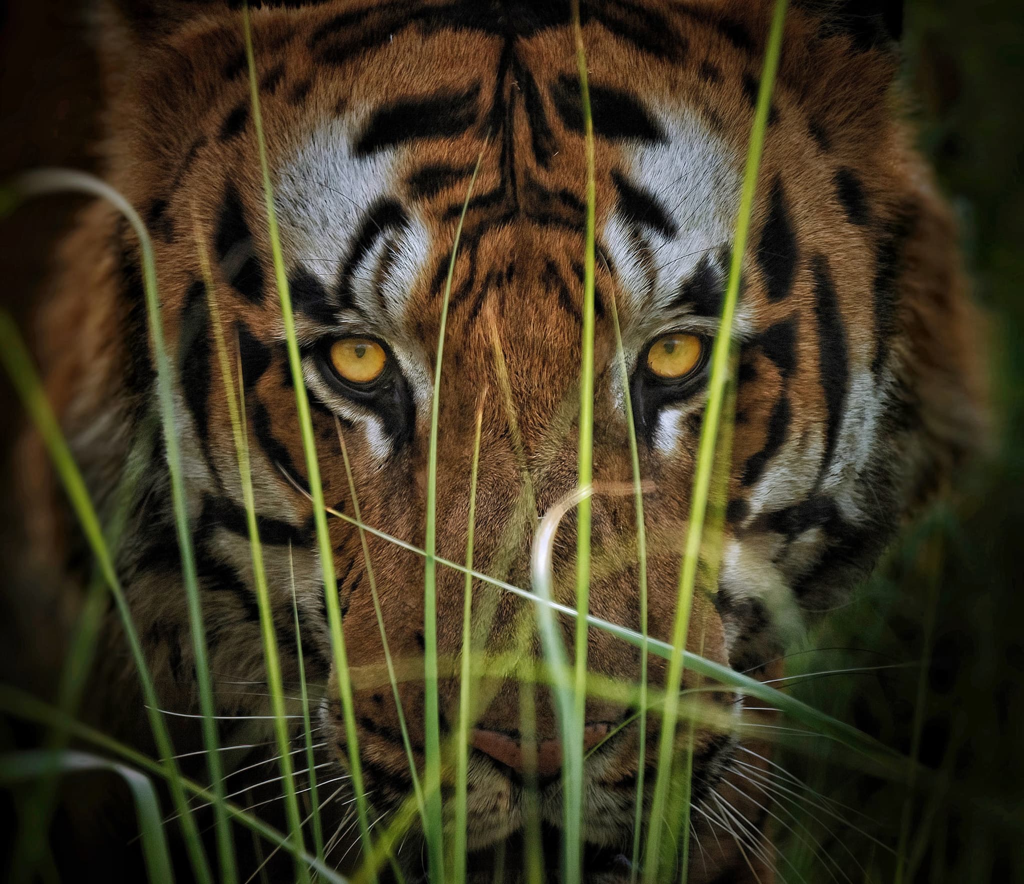 Premium: Big Cat Adventure in India
