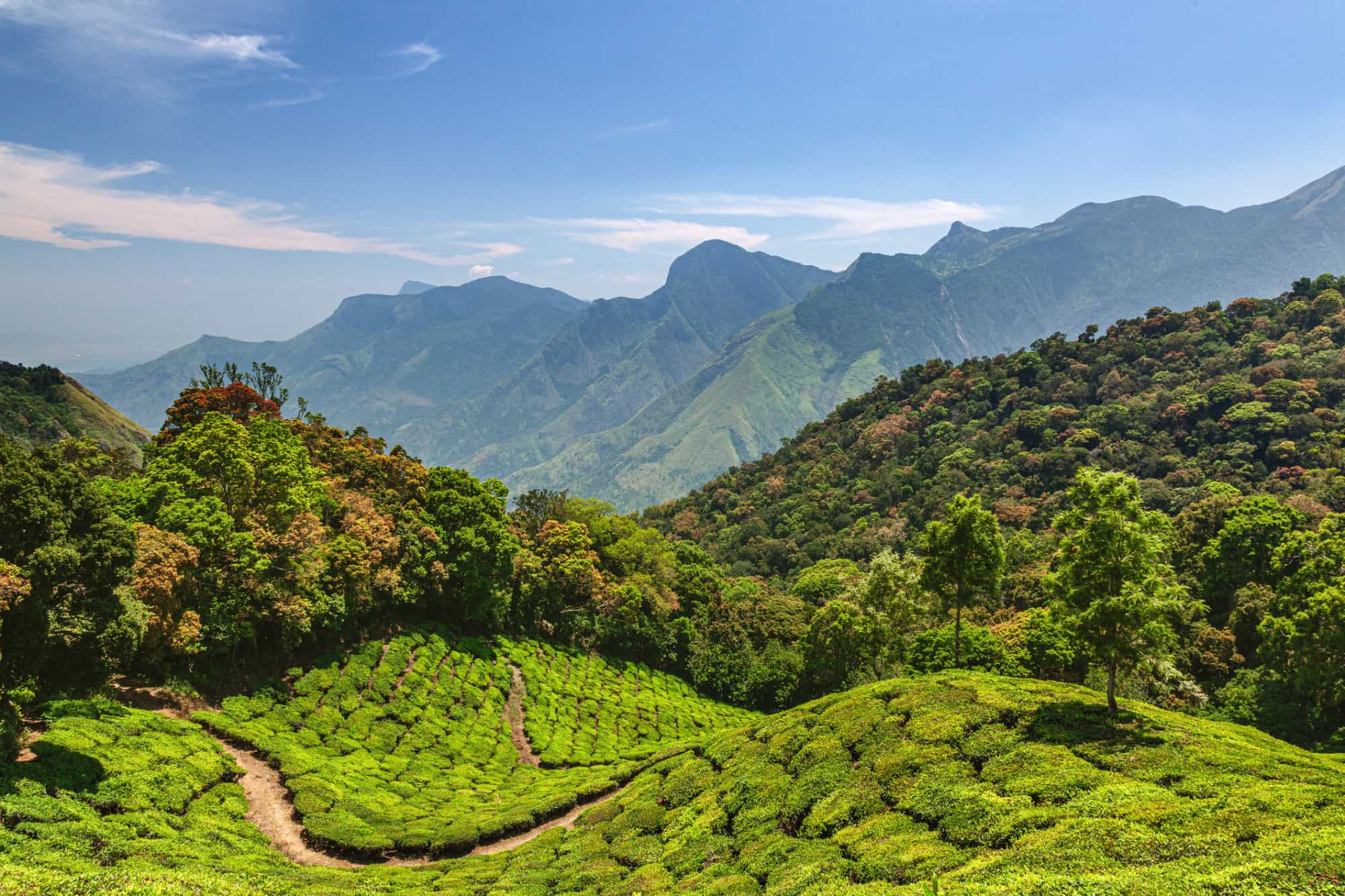 Views over tea plantations and mountains in the Western Ghats, Kerala, India.