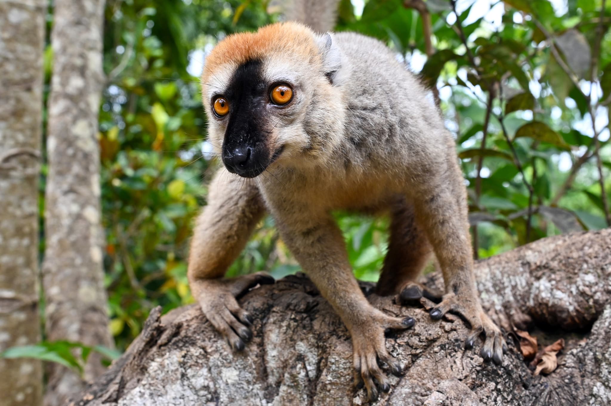 Wildlife Adventure in Madagascar