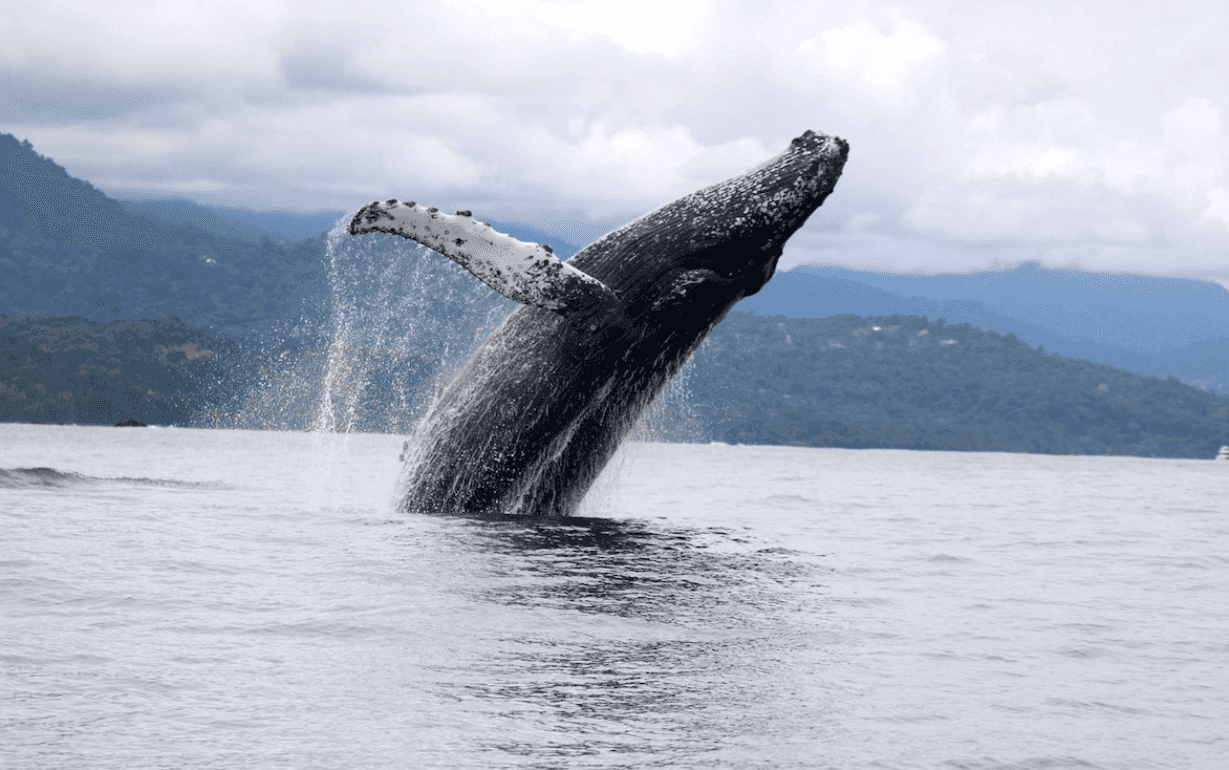 Humpback whale breaching, Uvita, Costa Rica.