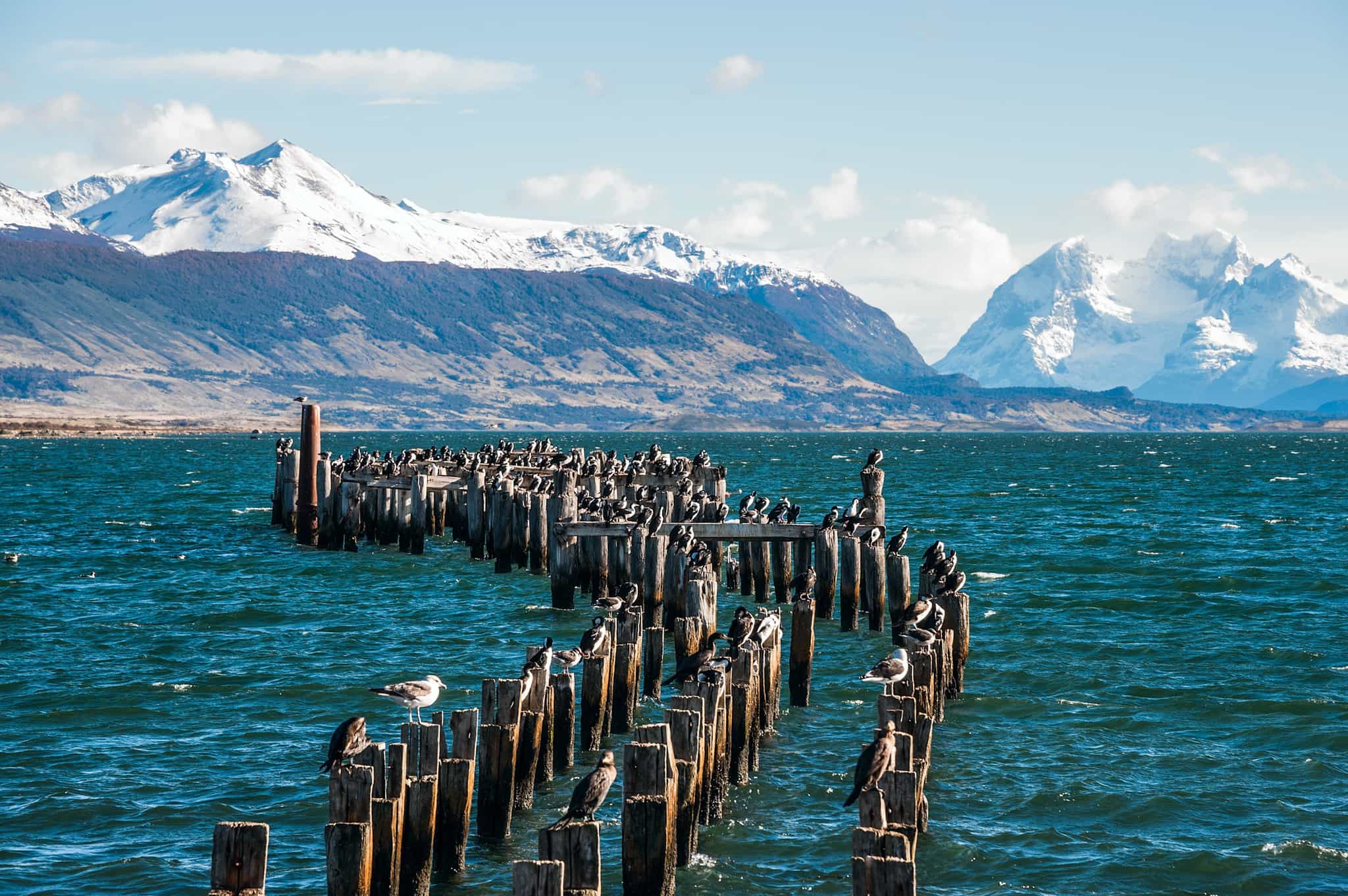 King Comorant colony on the old dock jetty of Puerto Natales
