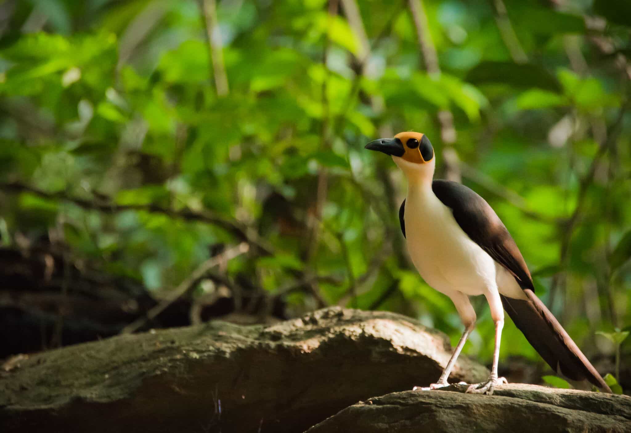Yellow-headed Picathartes in Ghana